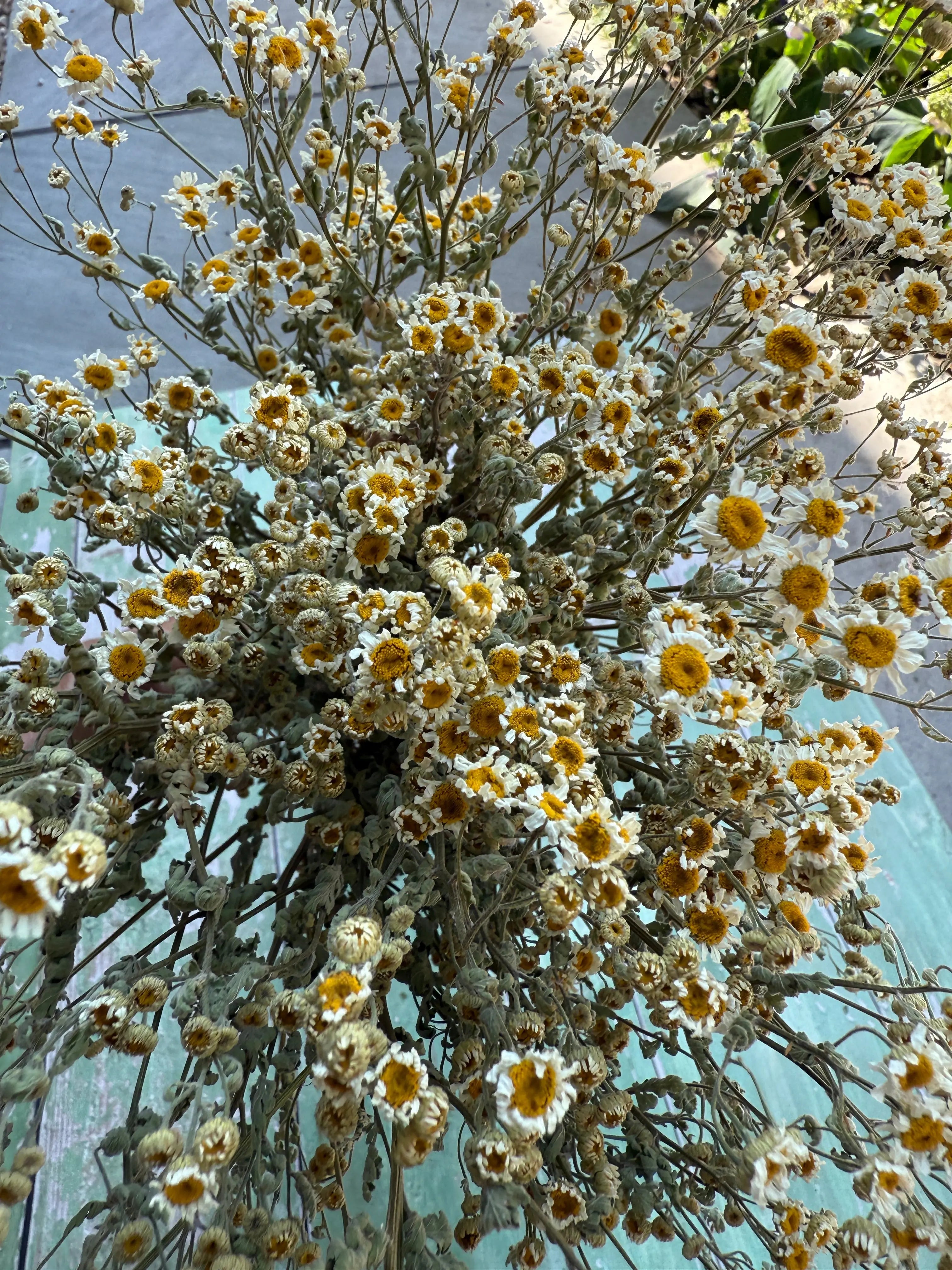 Feverfew Dried - English Country Gardens