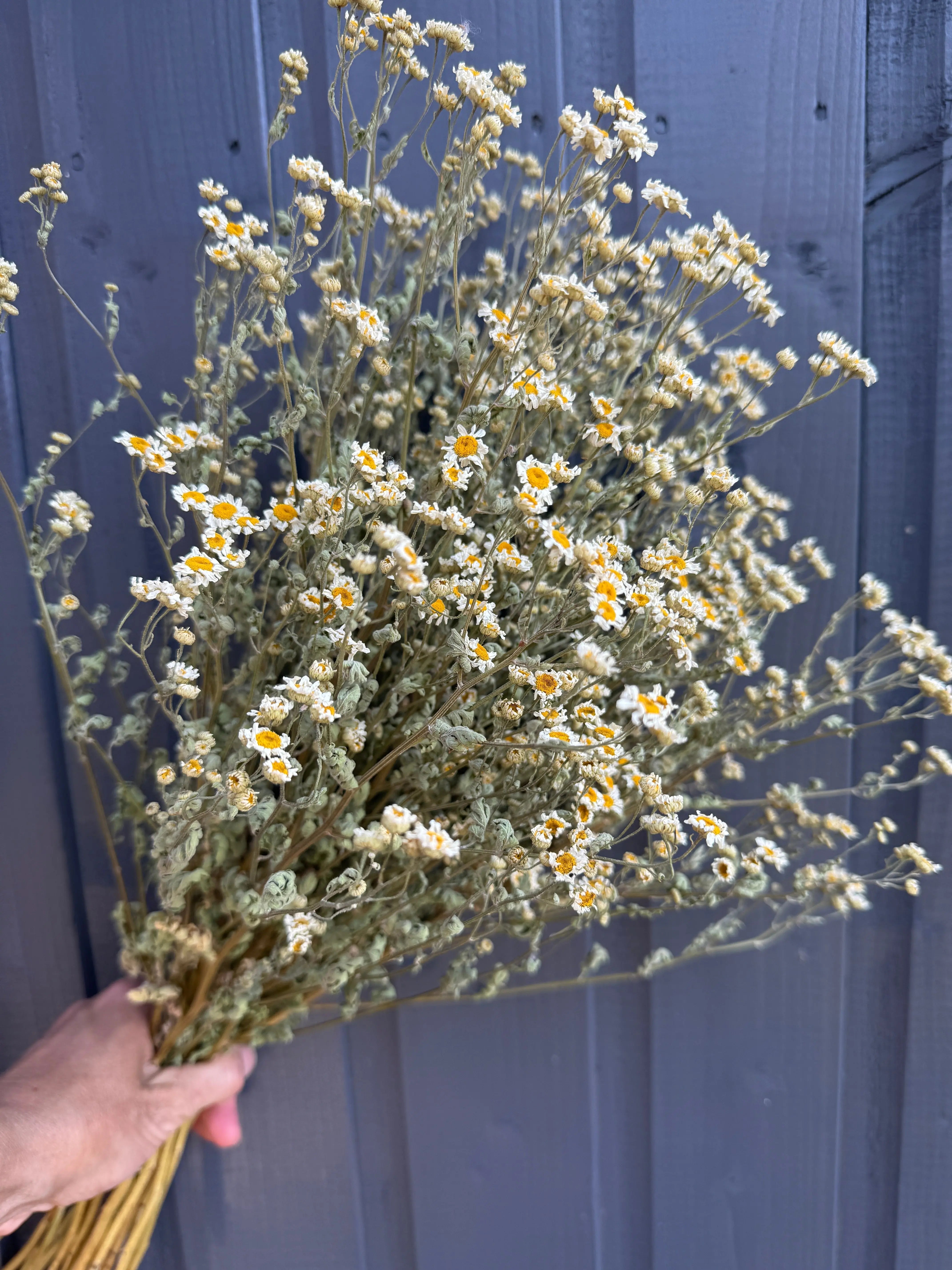 Feverfew Dried - English Country Gardens