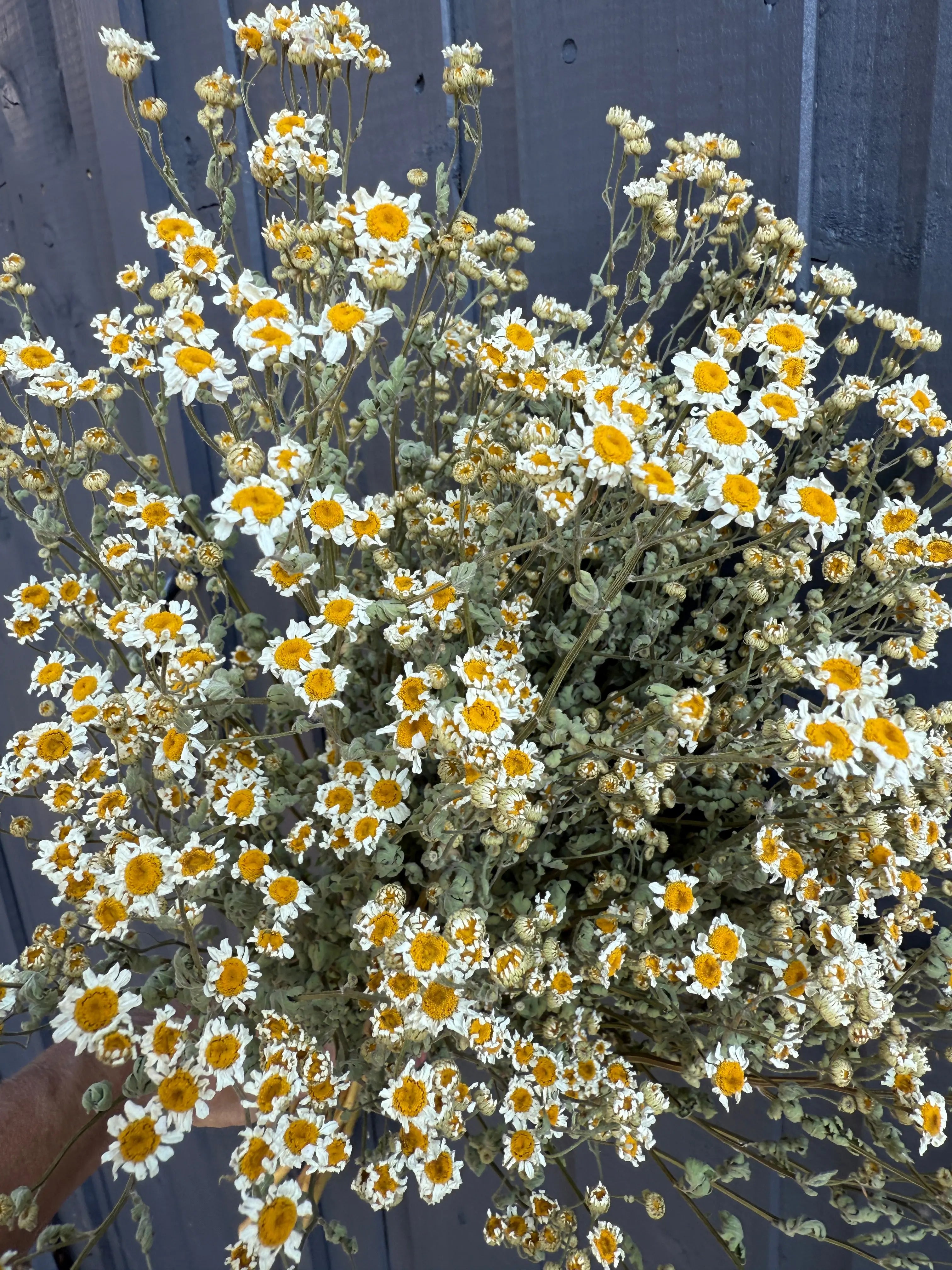 Feverfew Dried - English Country Gardens