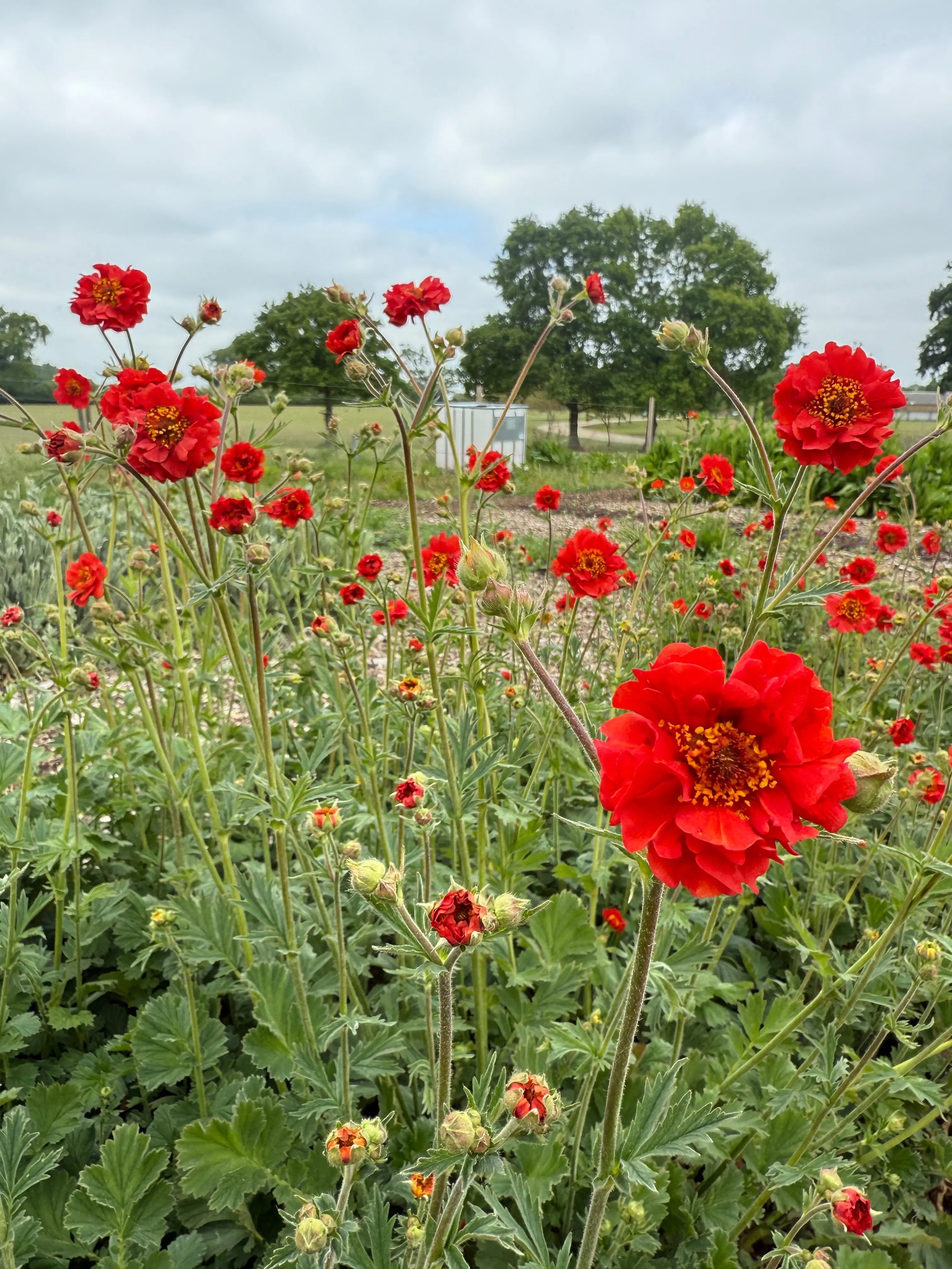 Geum Mrs Bradshaw