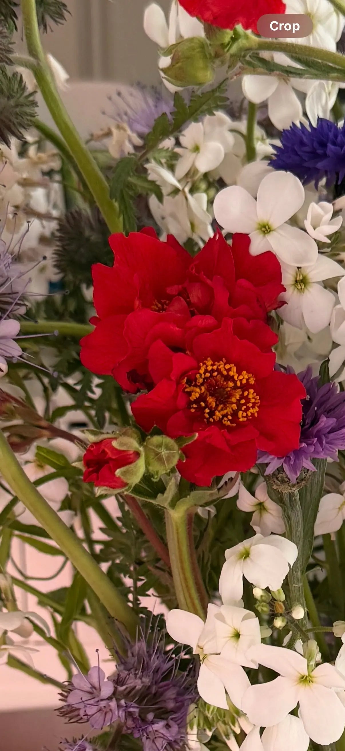 Geum Mrs Bradshaw