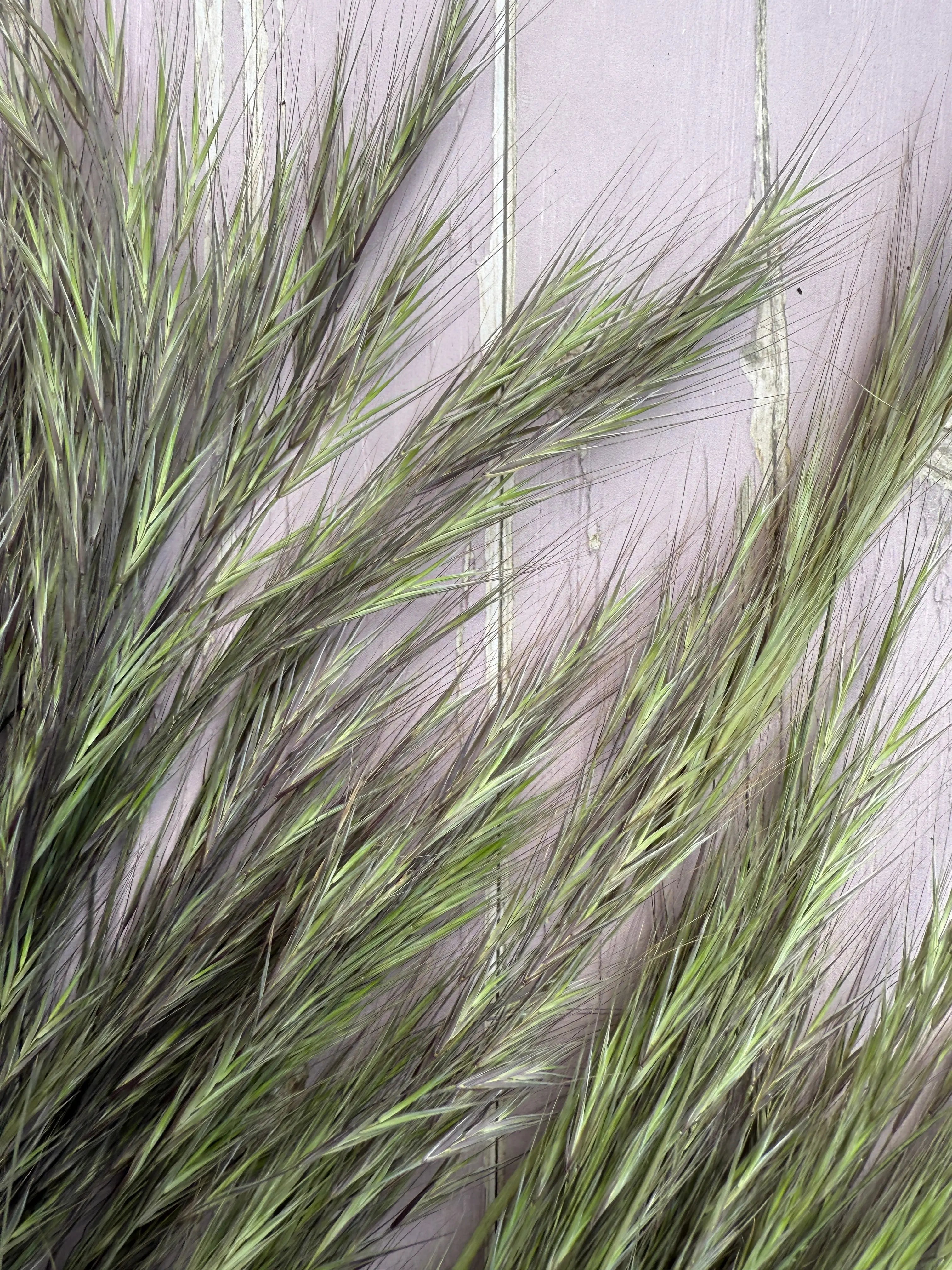 Hordeum (Barley) Grass Dried - English Country Gardens