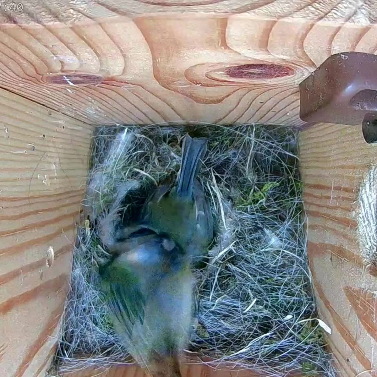 1080p Wired Bird Box & Wildlife Camera with 64GB Card - English Country Gardens