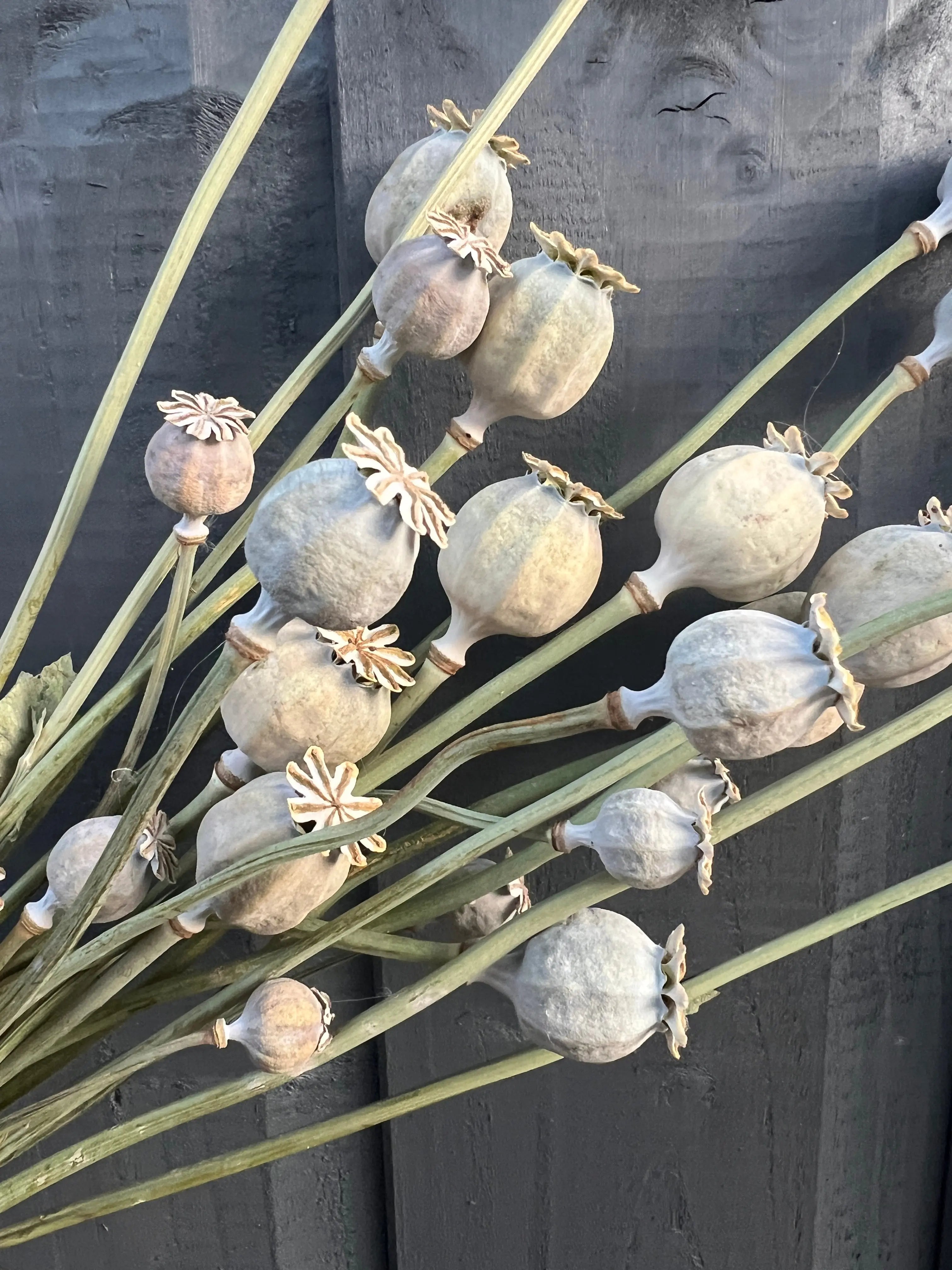 Poppy Heads Dried (Large) - English Country Gardens