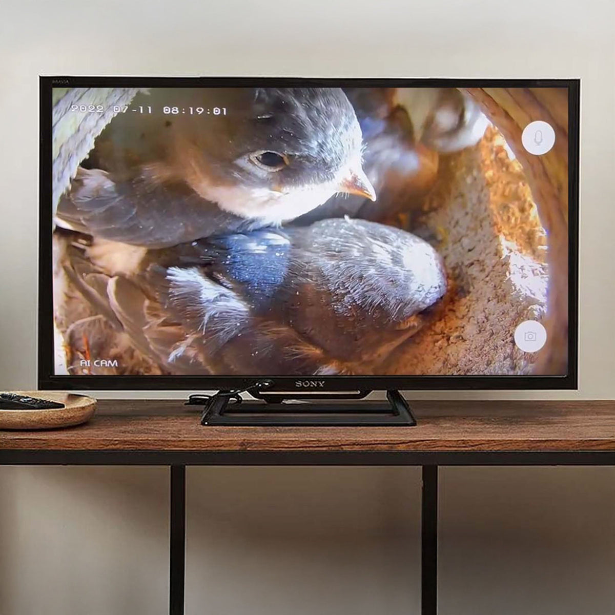 TV Connection Bird Box & Wildlife Camera with HDMI Adapter - English Country Gardens