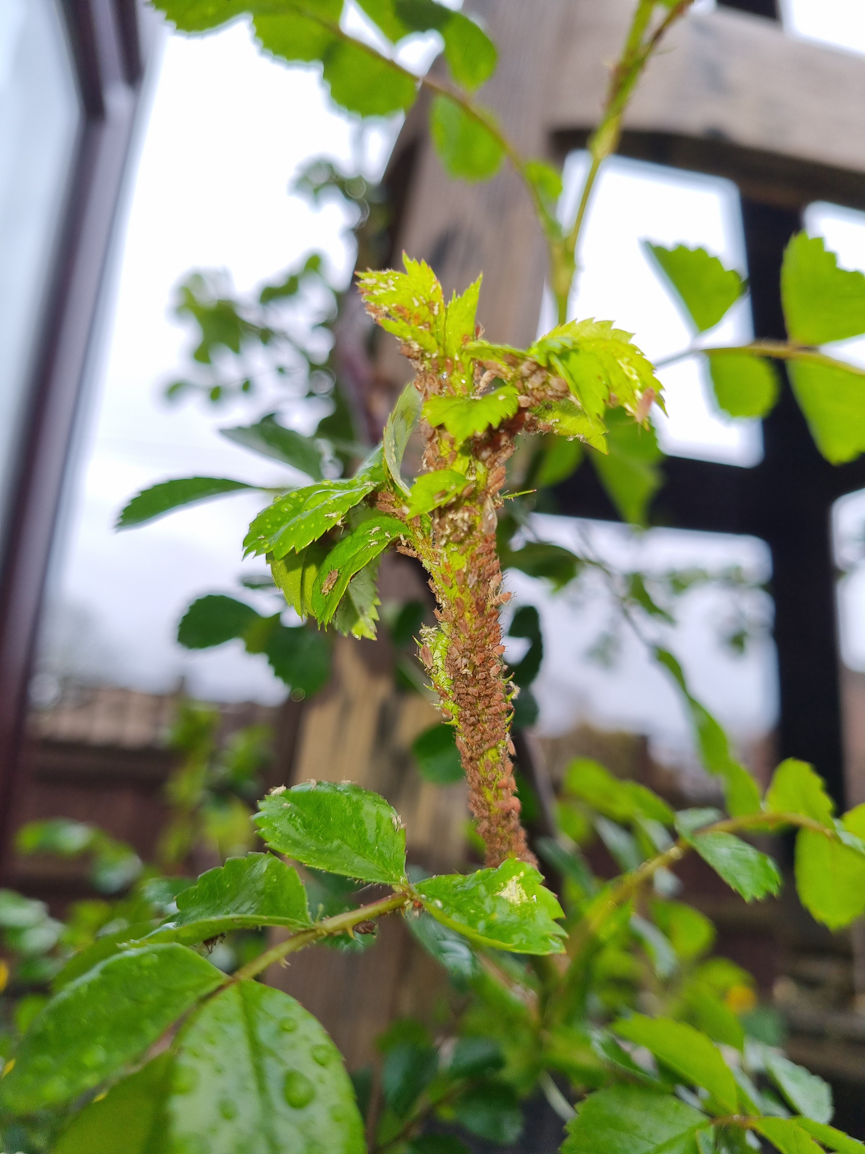 Close-up of new spring growth on a rambling rose with aphids present, showing early seasonal activity in an English garden
