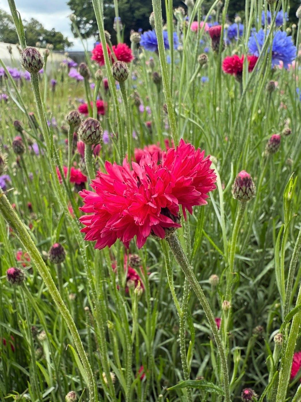 Cornflower Red Boy