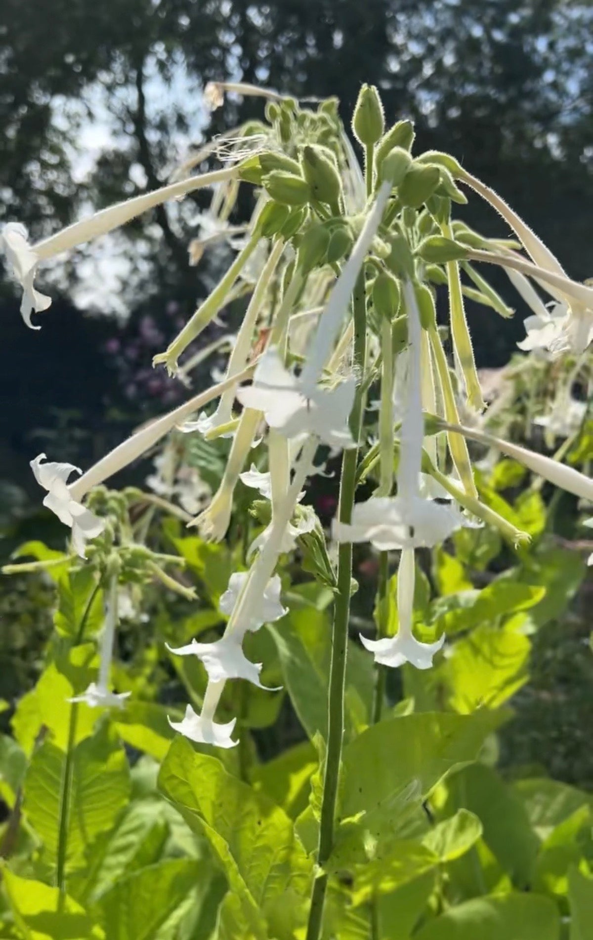 Nicotiana White Trumpets - English Country Gardens