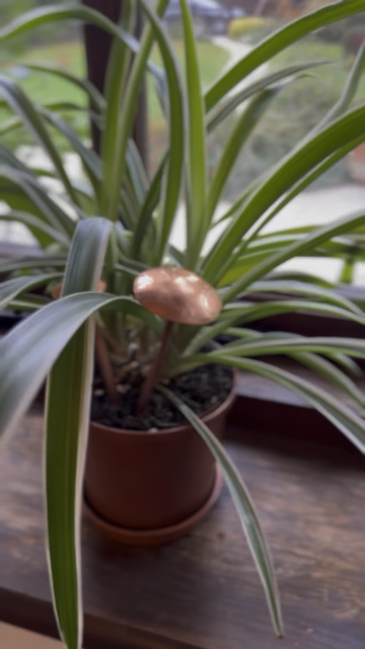 3 Copper Mushrooms