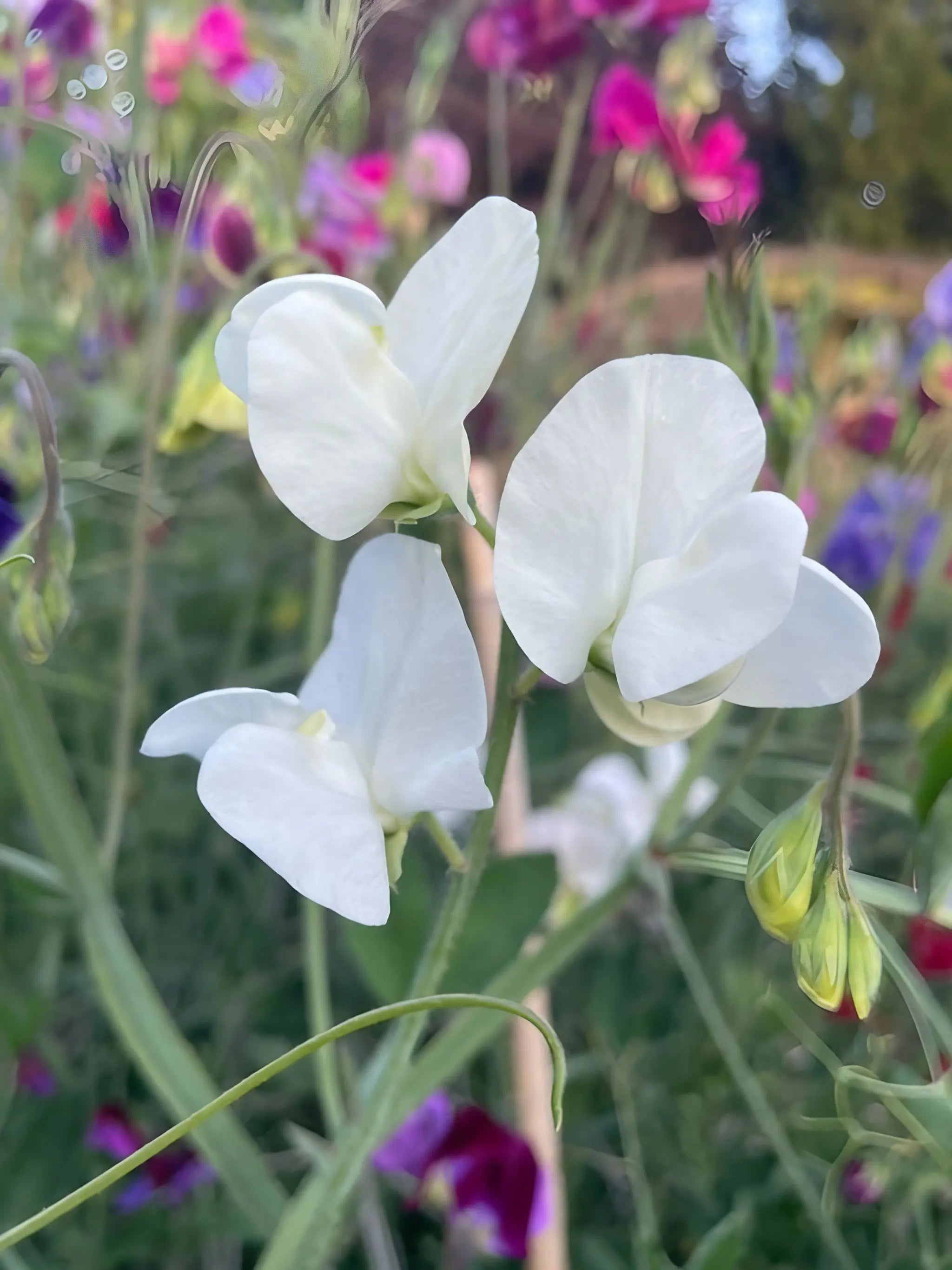 Sweet Pea Swan Lake