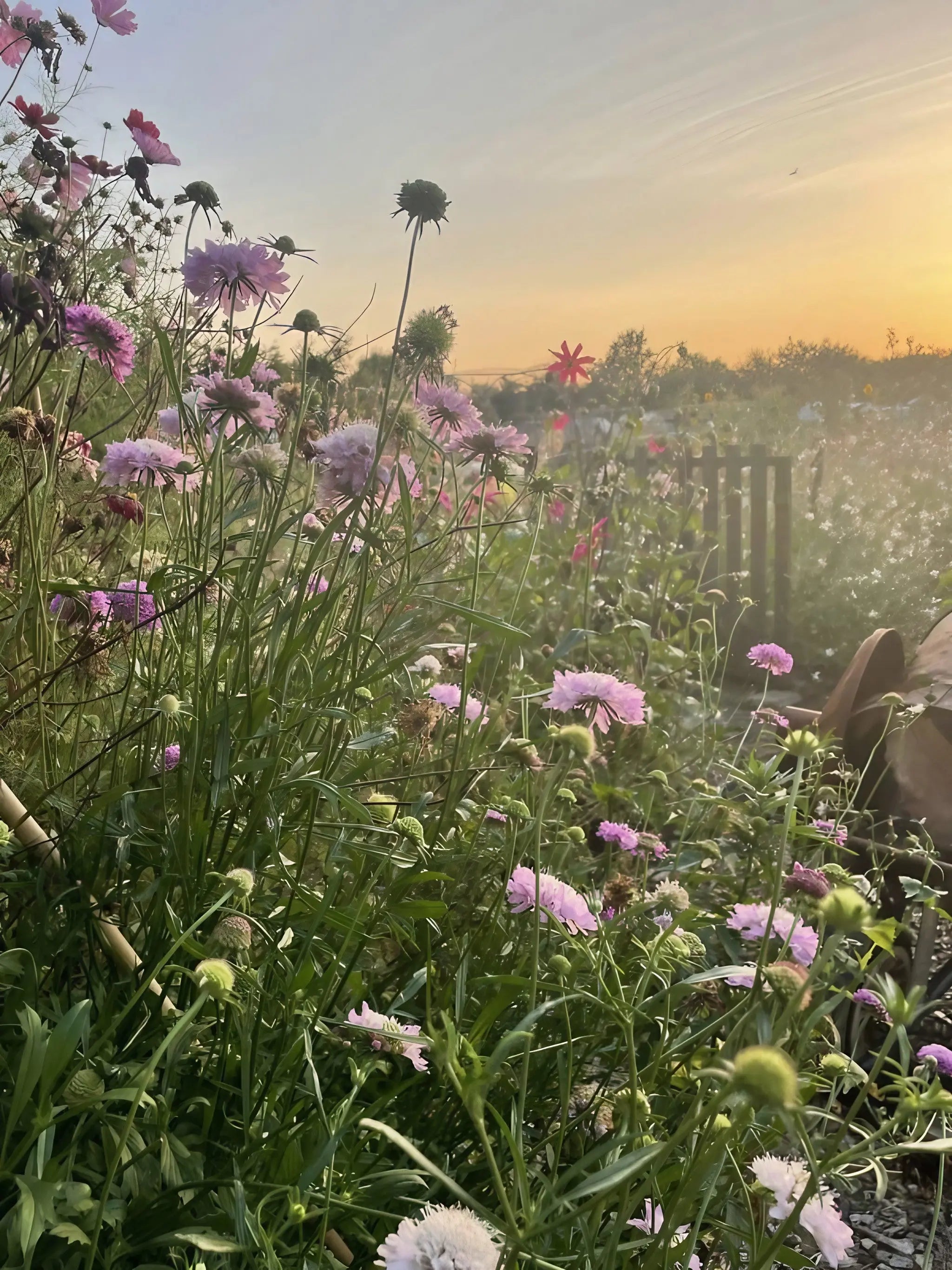 Scabious Imperial Mix