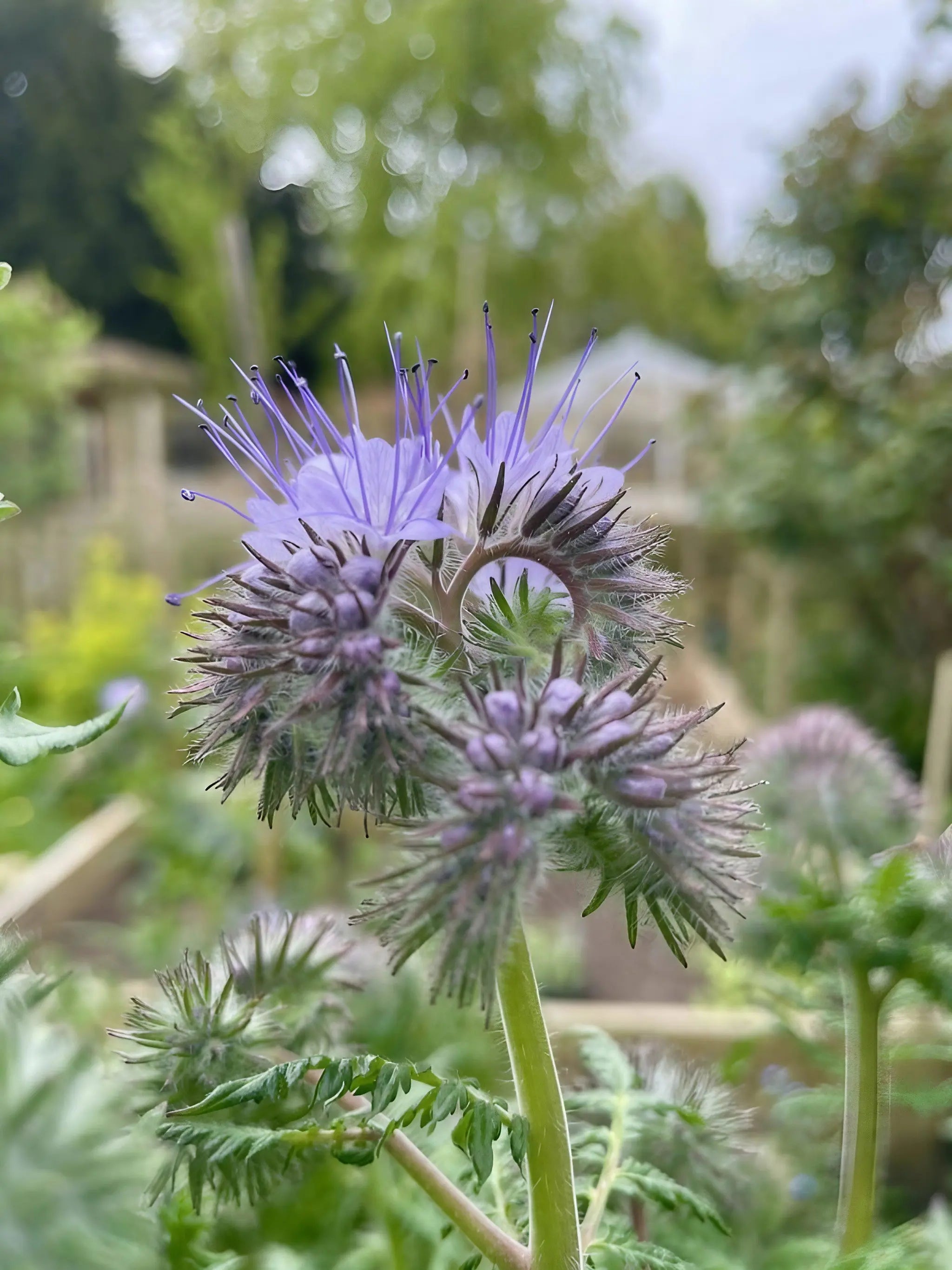 Phacelia