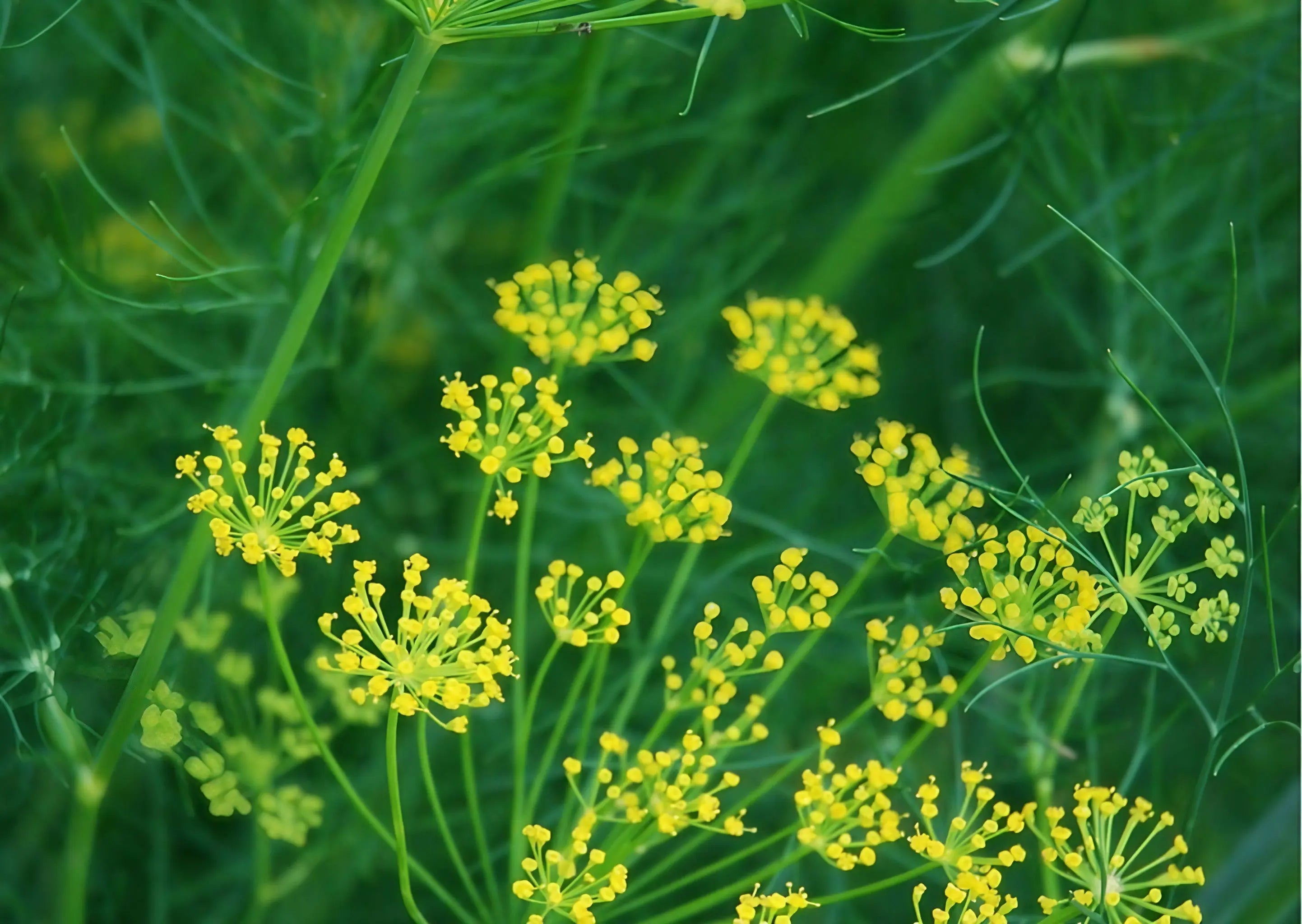 Dill Bouquet - English Country Gardens