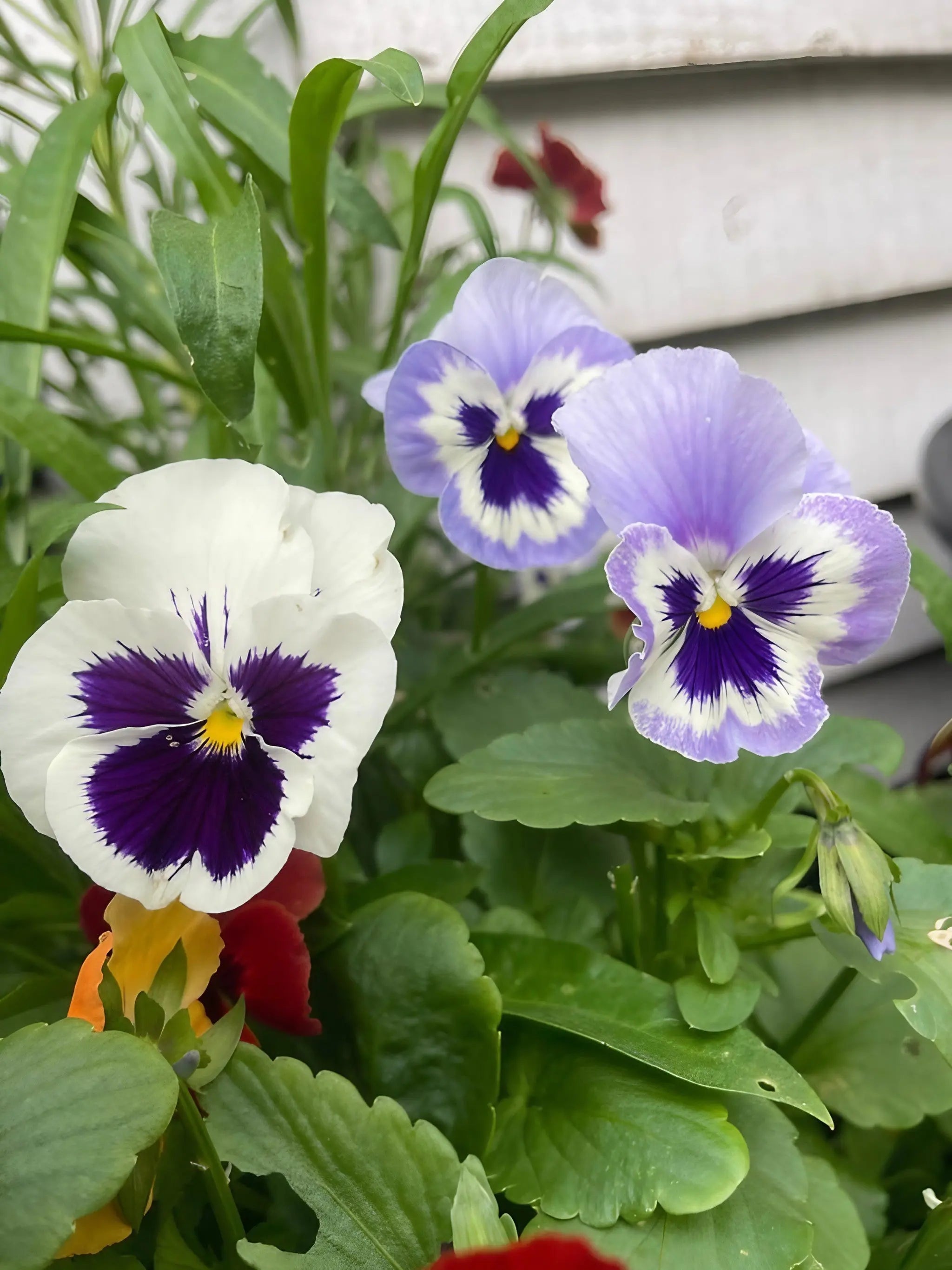 Viola Cornuta Large Flower Mix