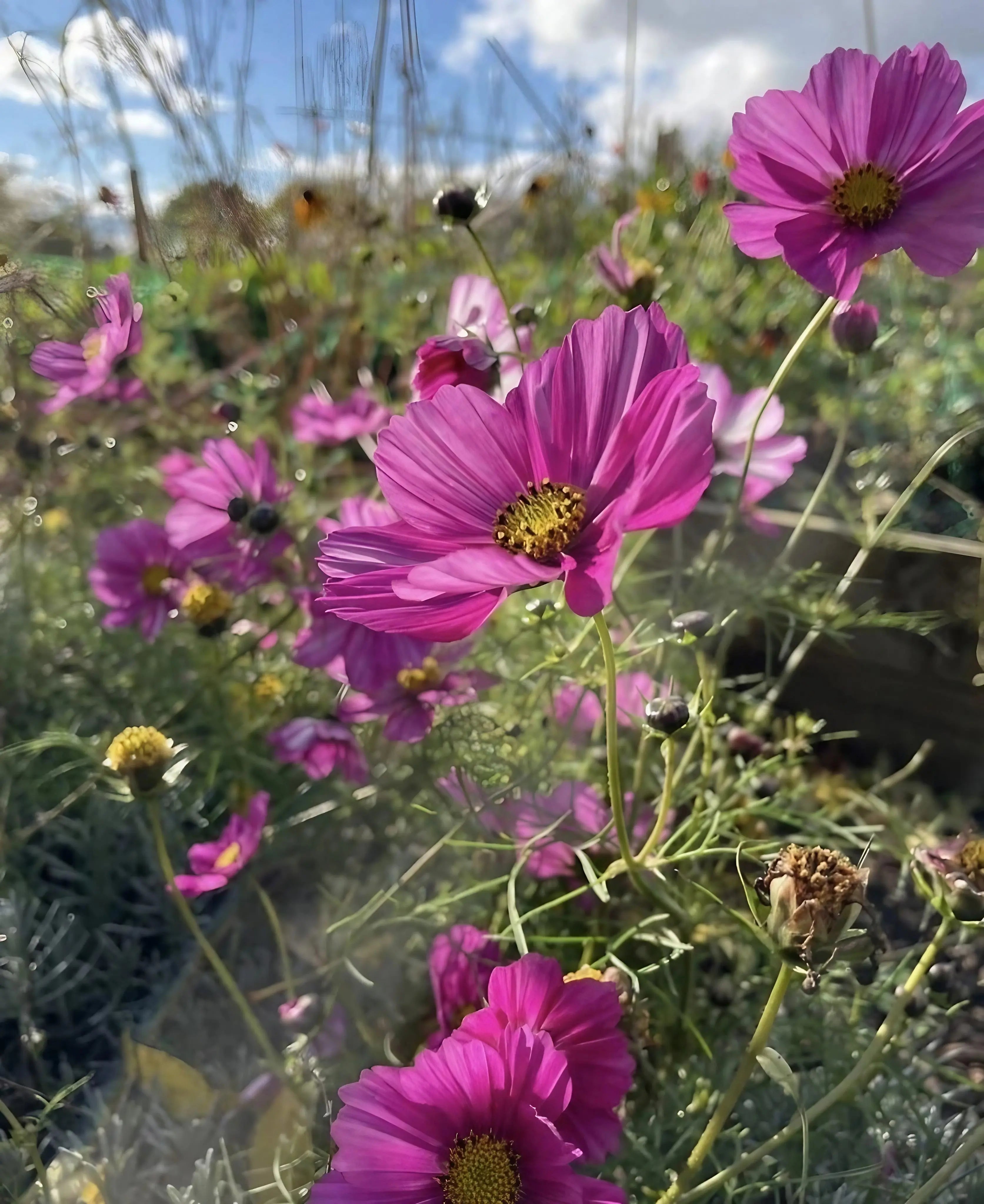 Cosmos Sensation Mixed