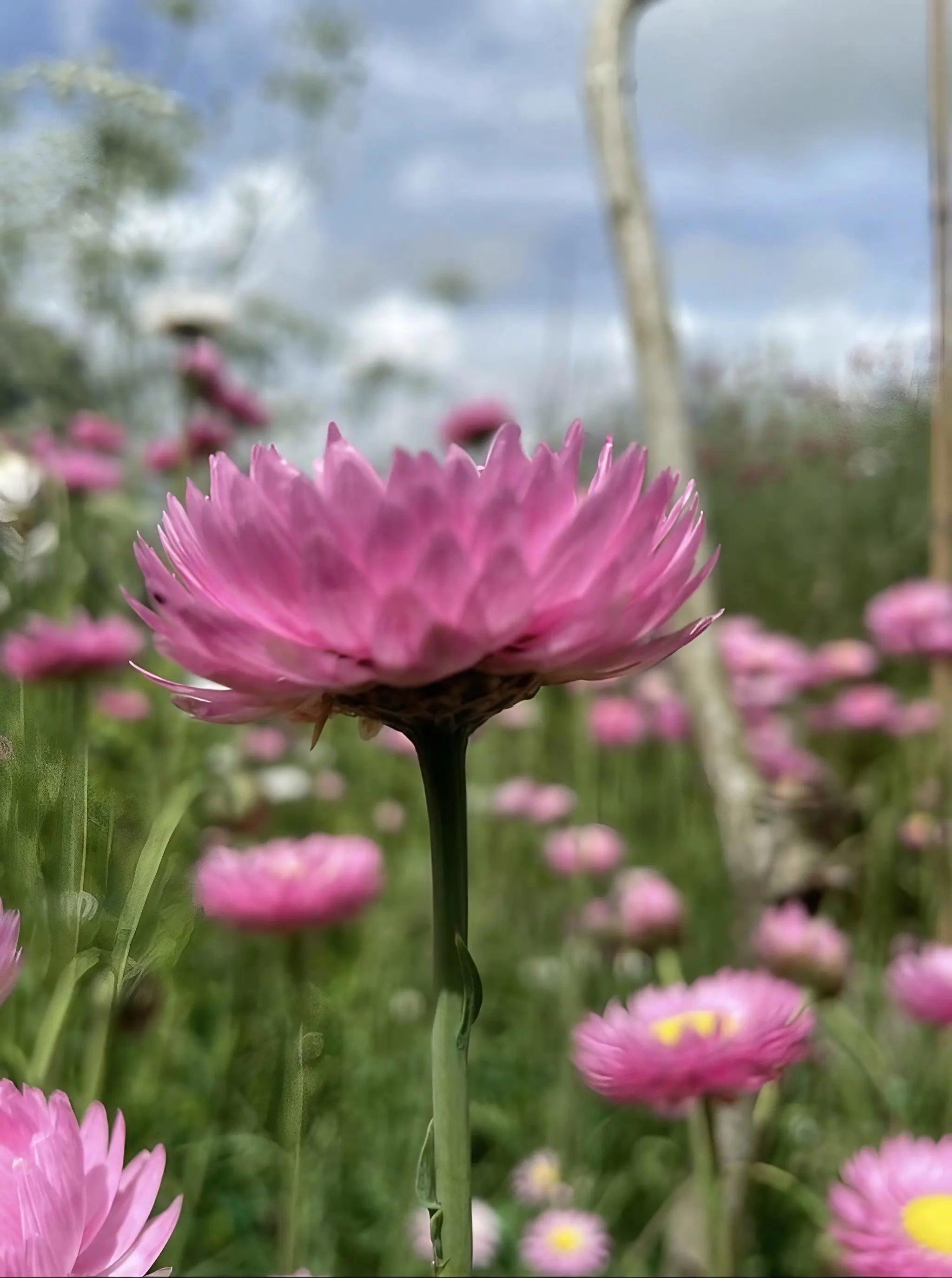 Strawflower Helipterum Roseum Mixed