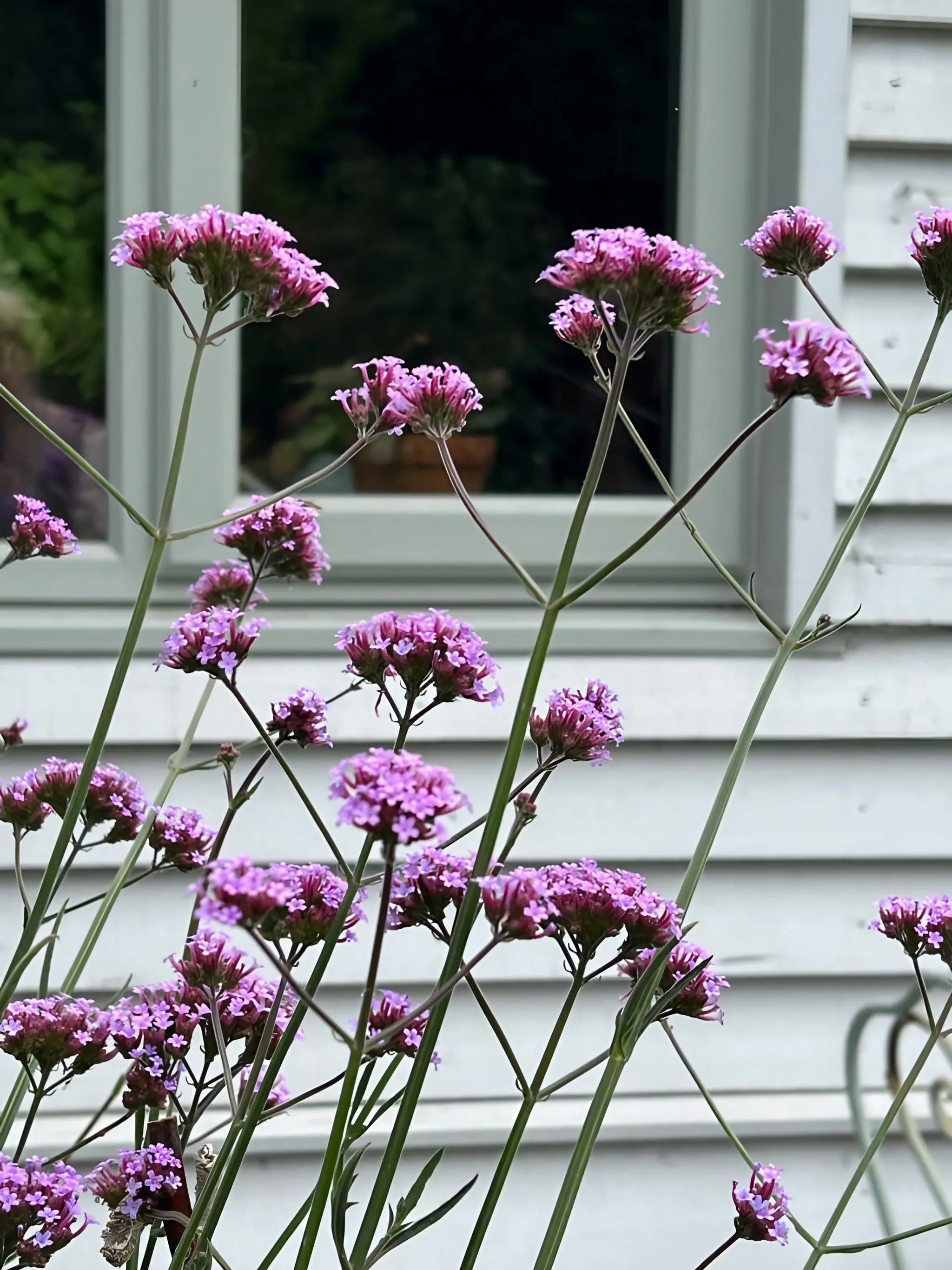 Verbena bonariensis