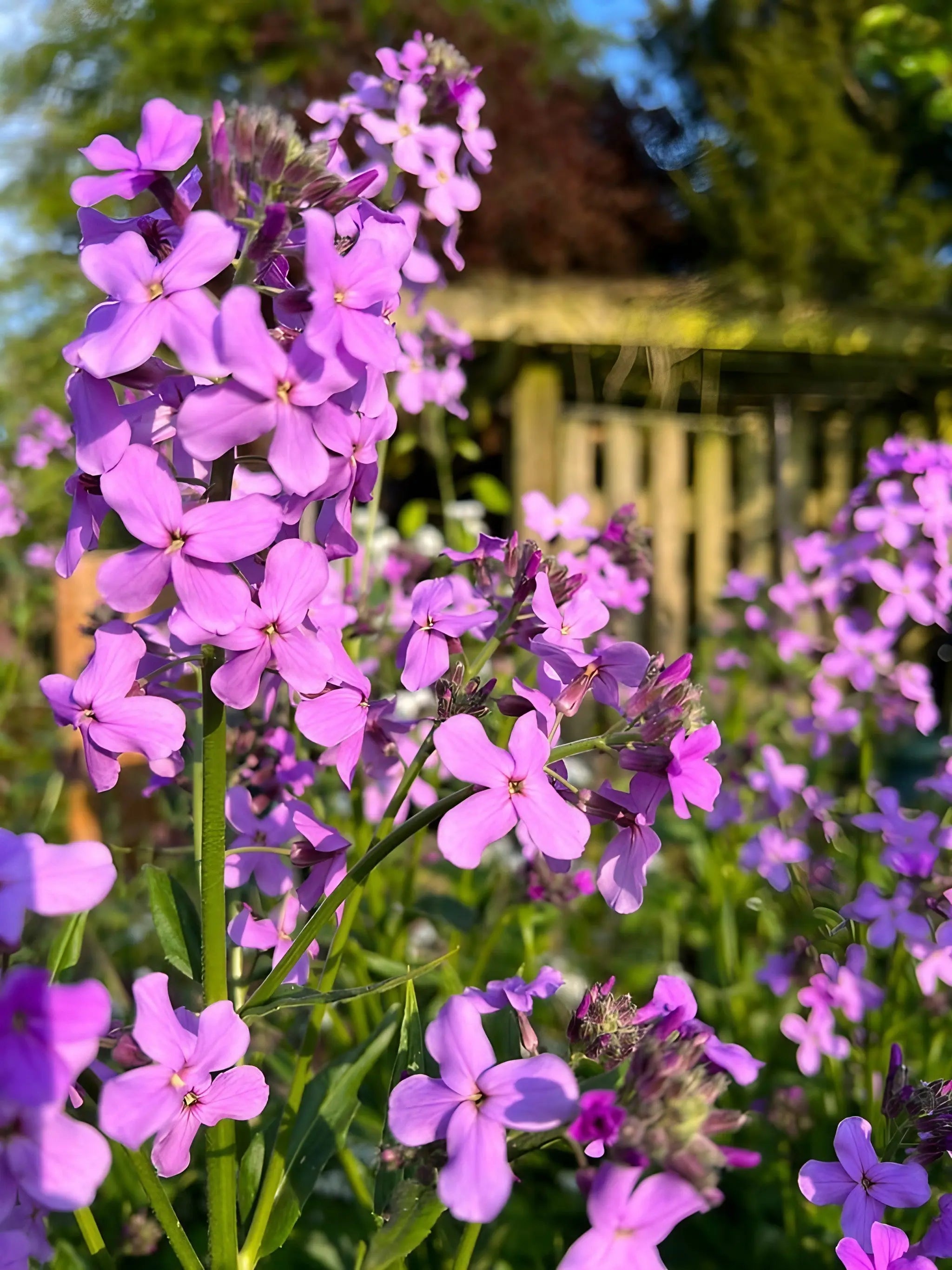 Hesperis Purple (Sweet Rocket)