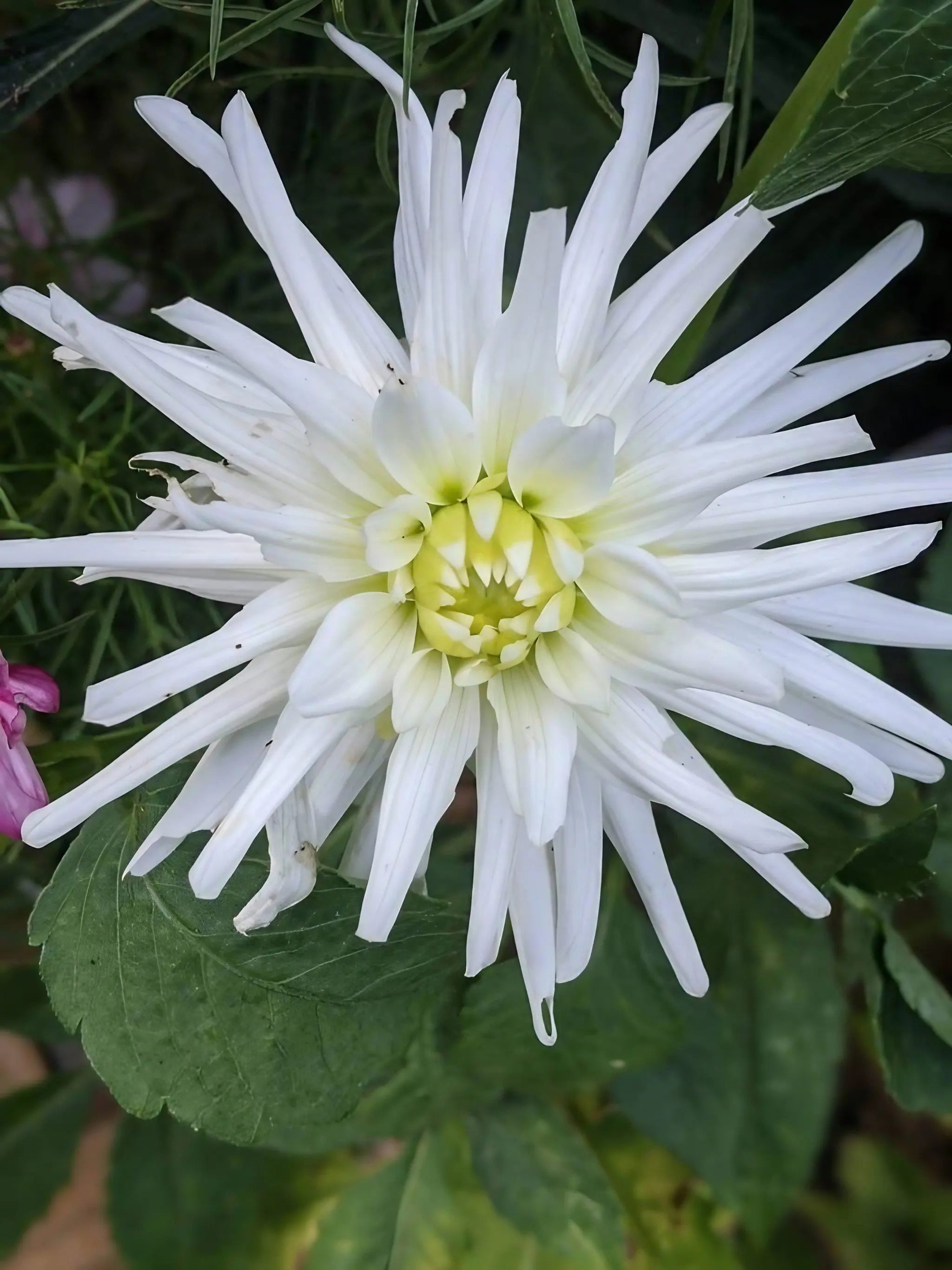 Dahlia Cactus Mixed