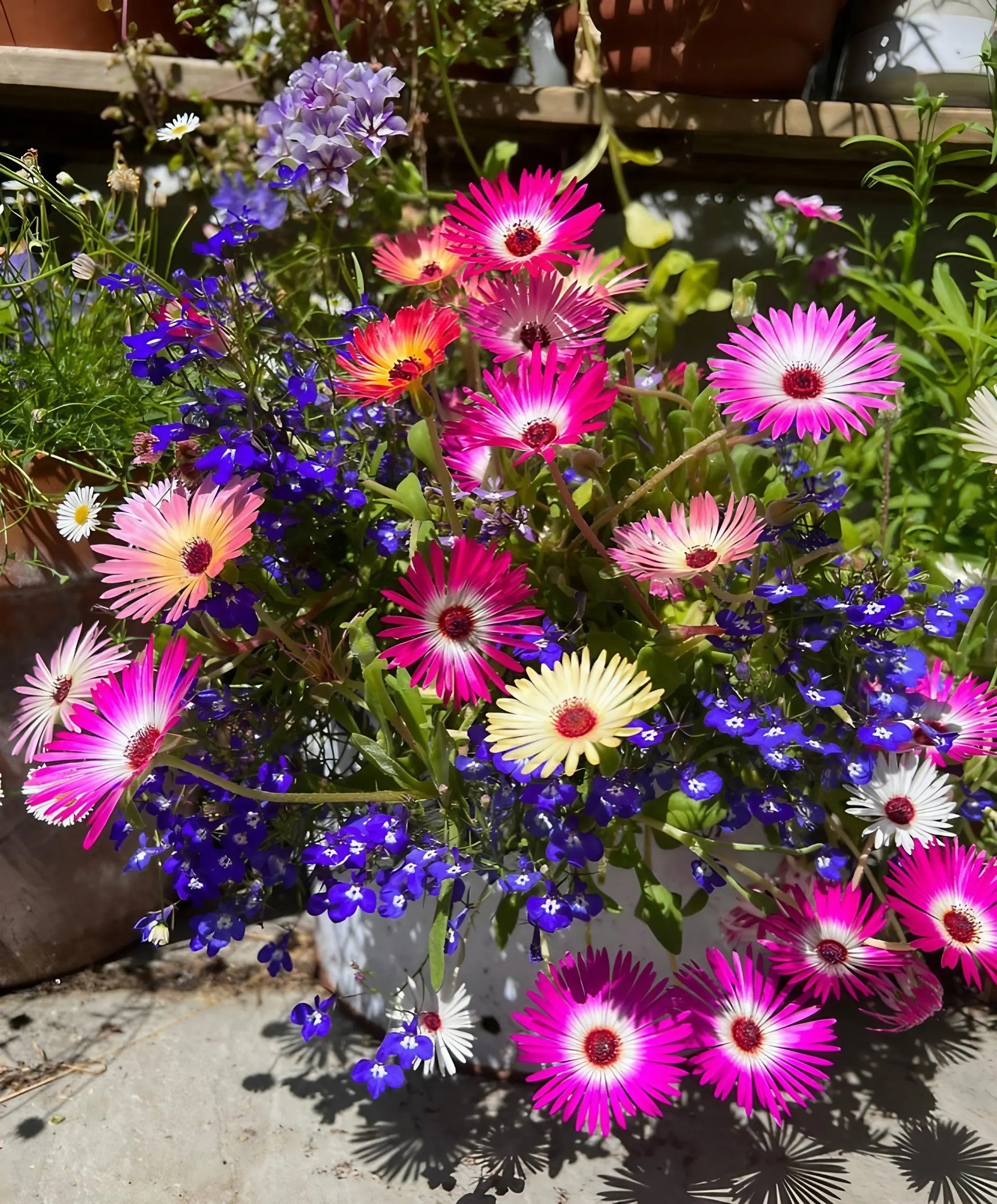 Mesembryanthemum Harlequin