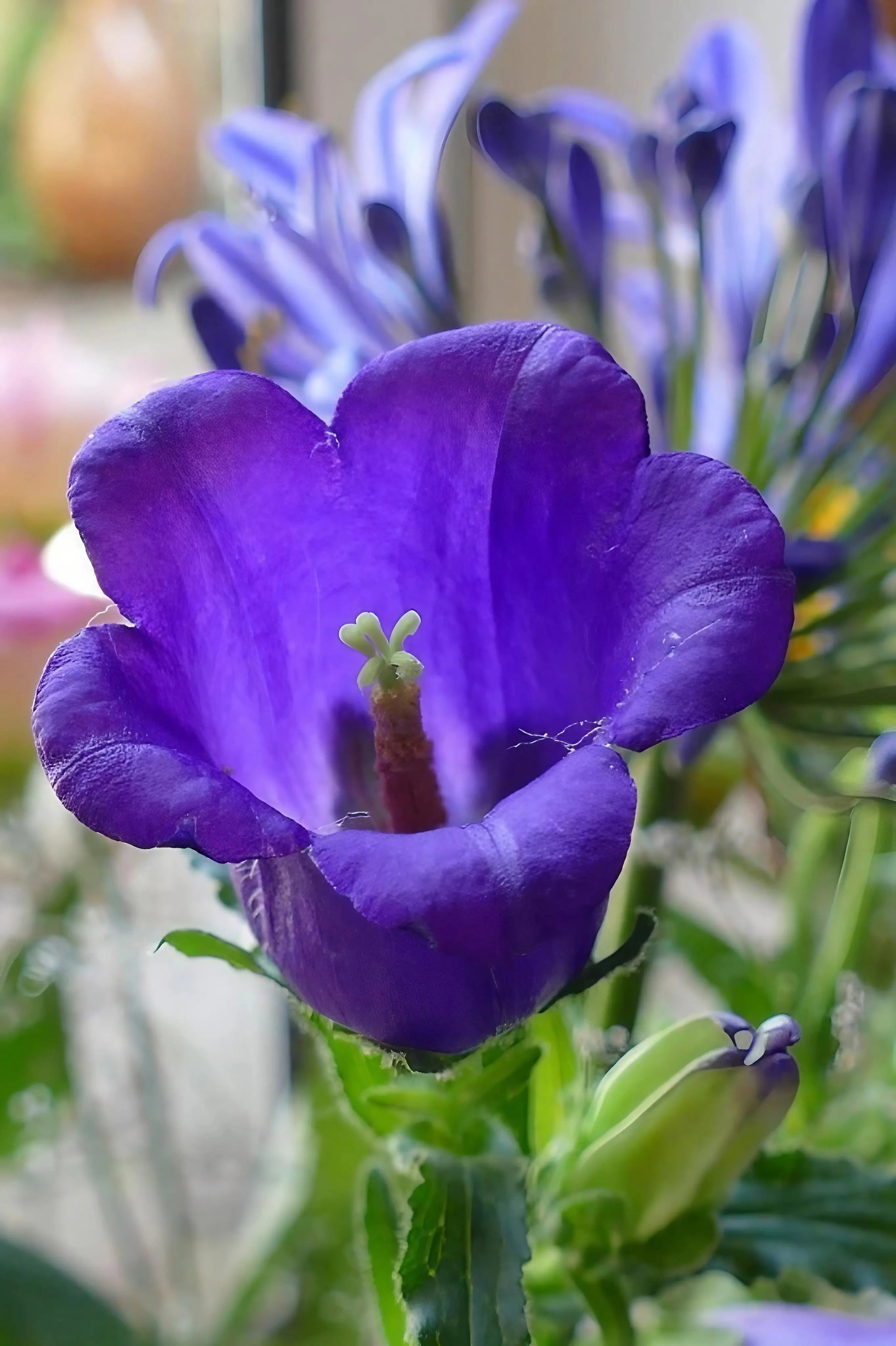 Canterbury Bells Crown Single Mixed - English Country Gardens