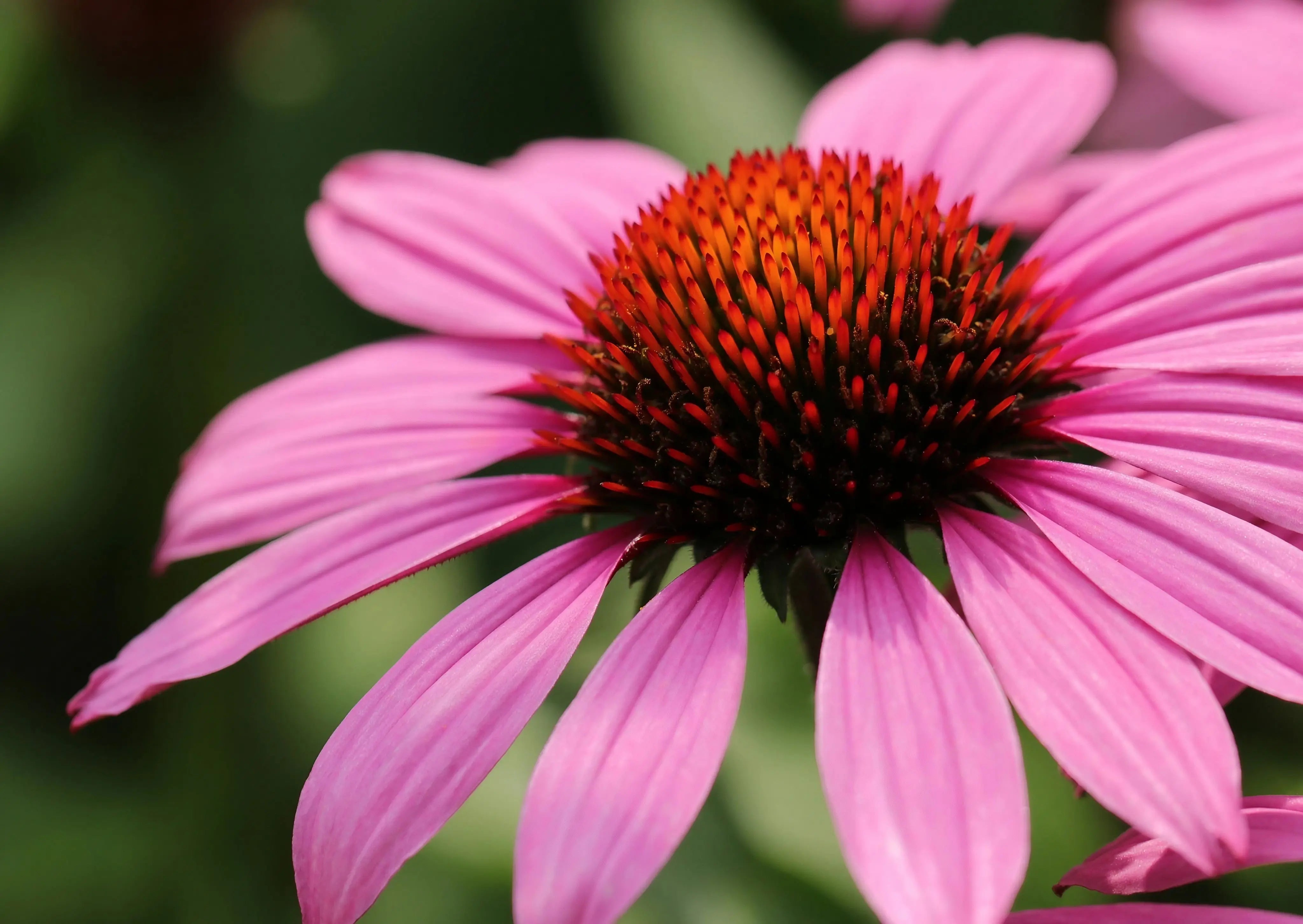 Echinacea Bravado