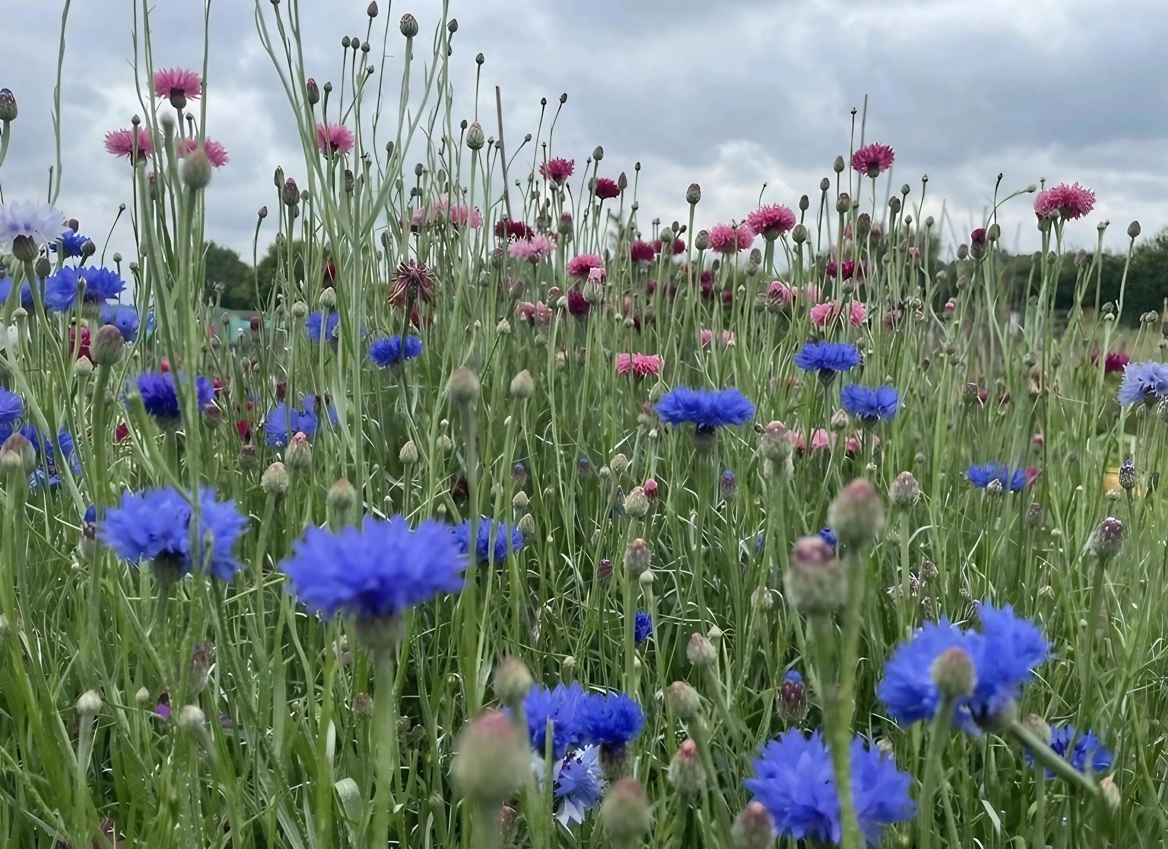 Cornflower Blue Ball