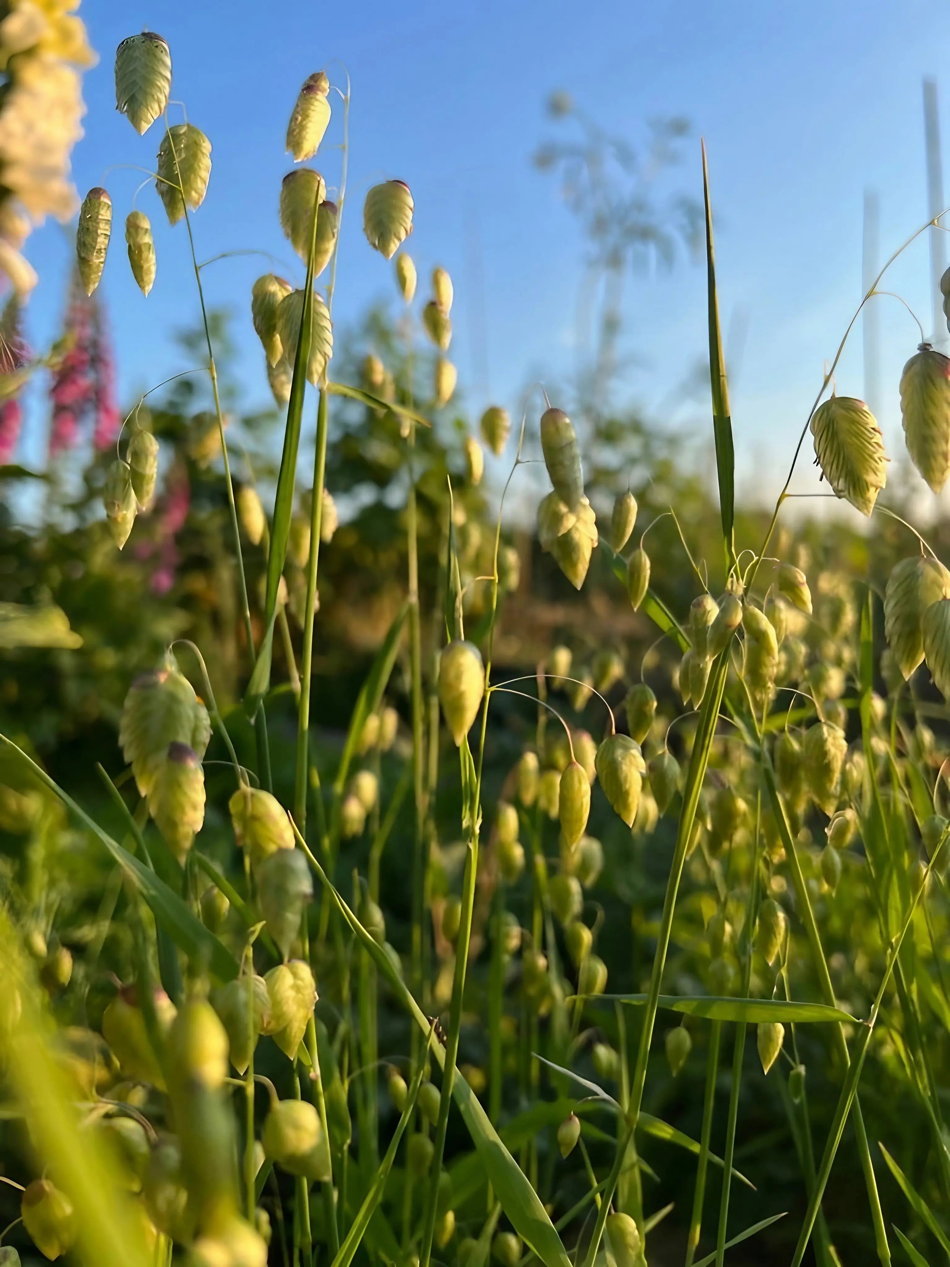 Briza Maxima - Quaking Grass