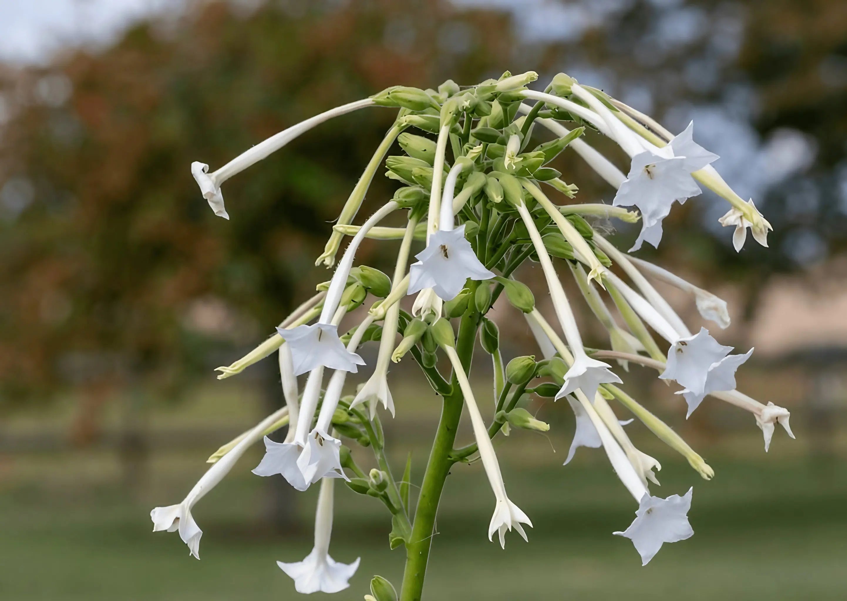 Nicotiana White Trumpets