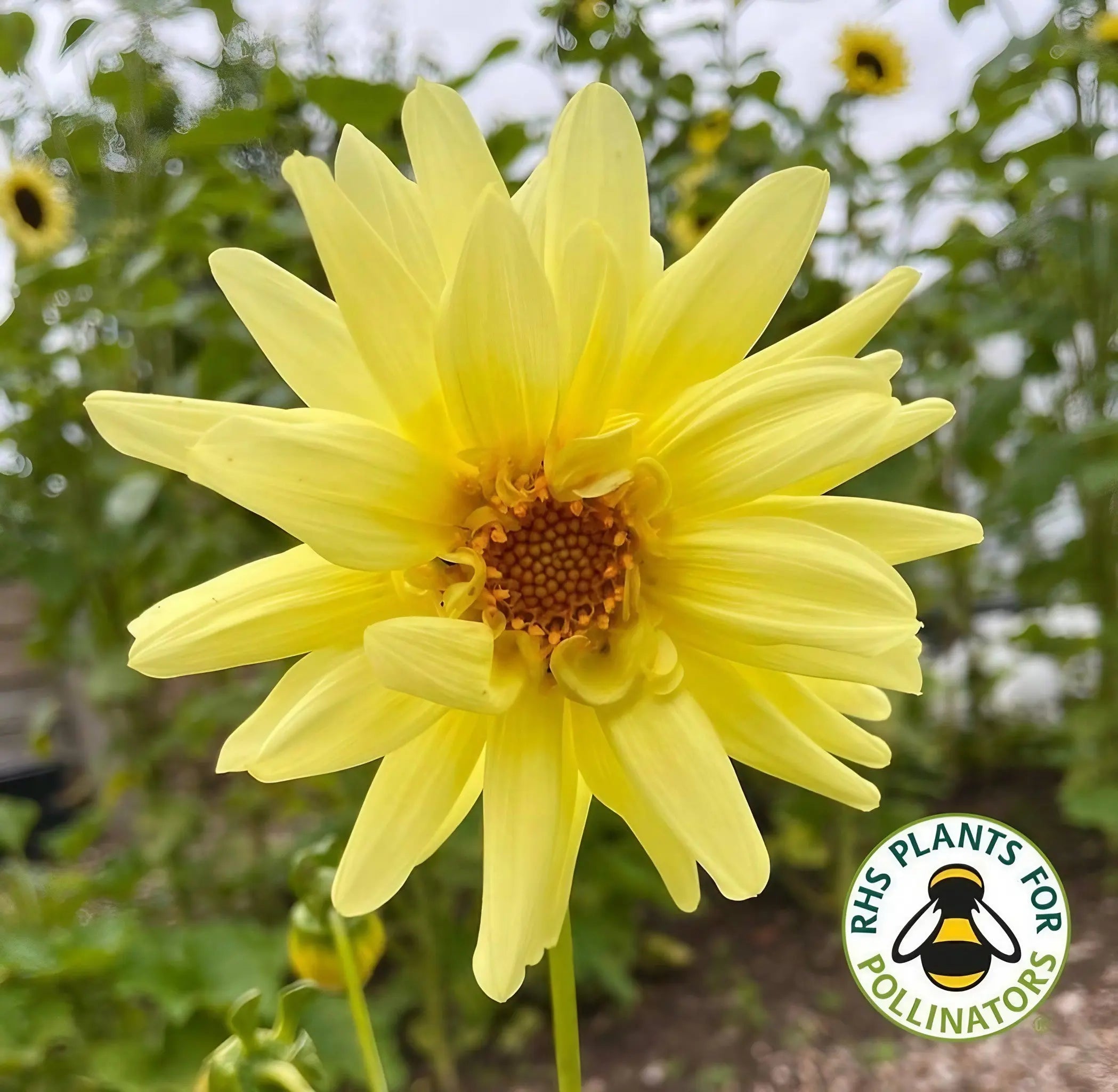 Dahlia Cactus Mixed