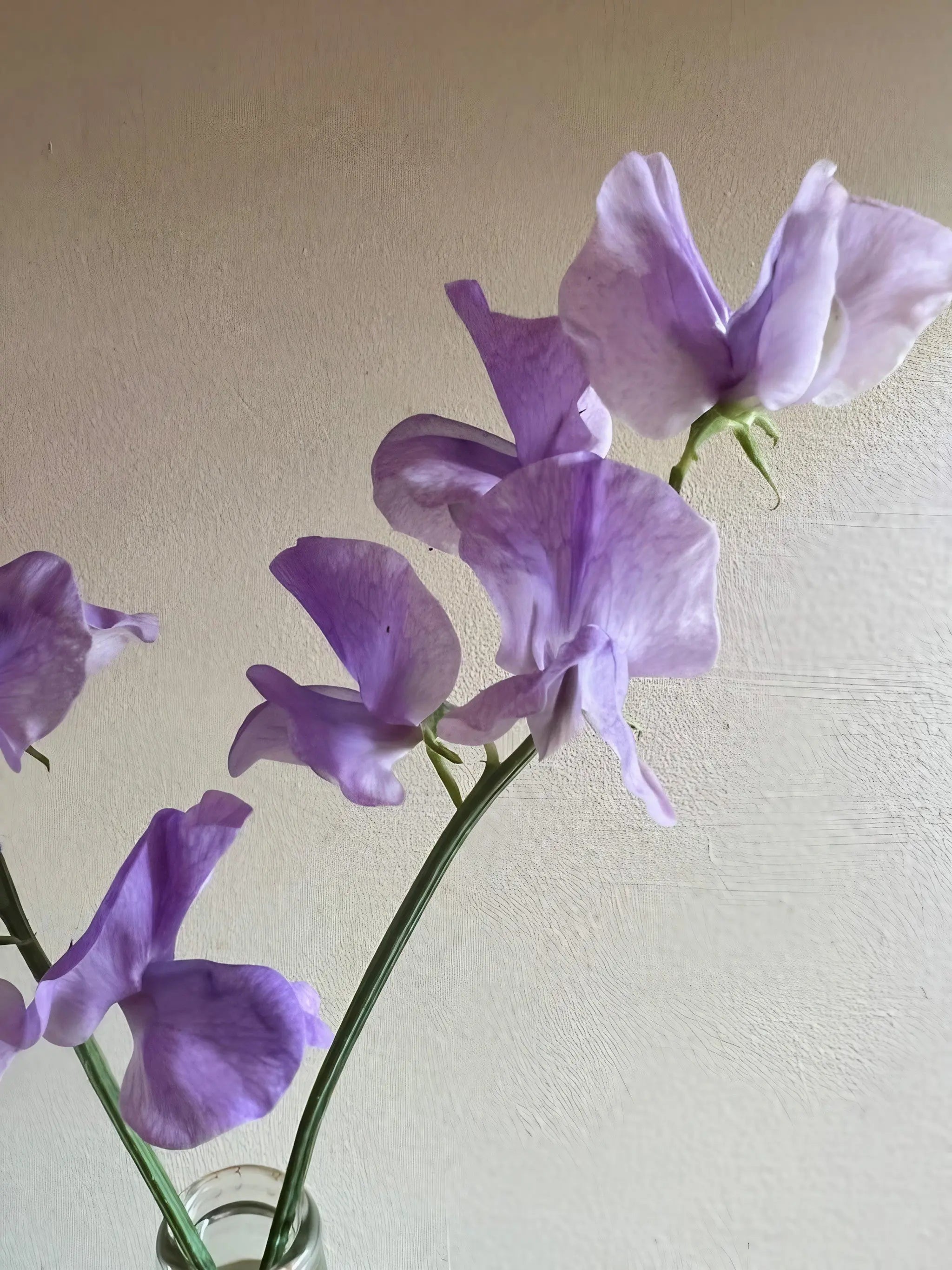Sweet Pea Leamington