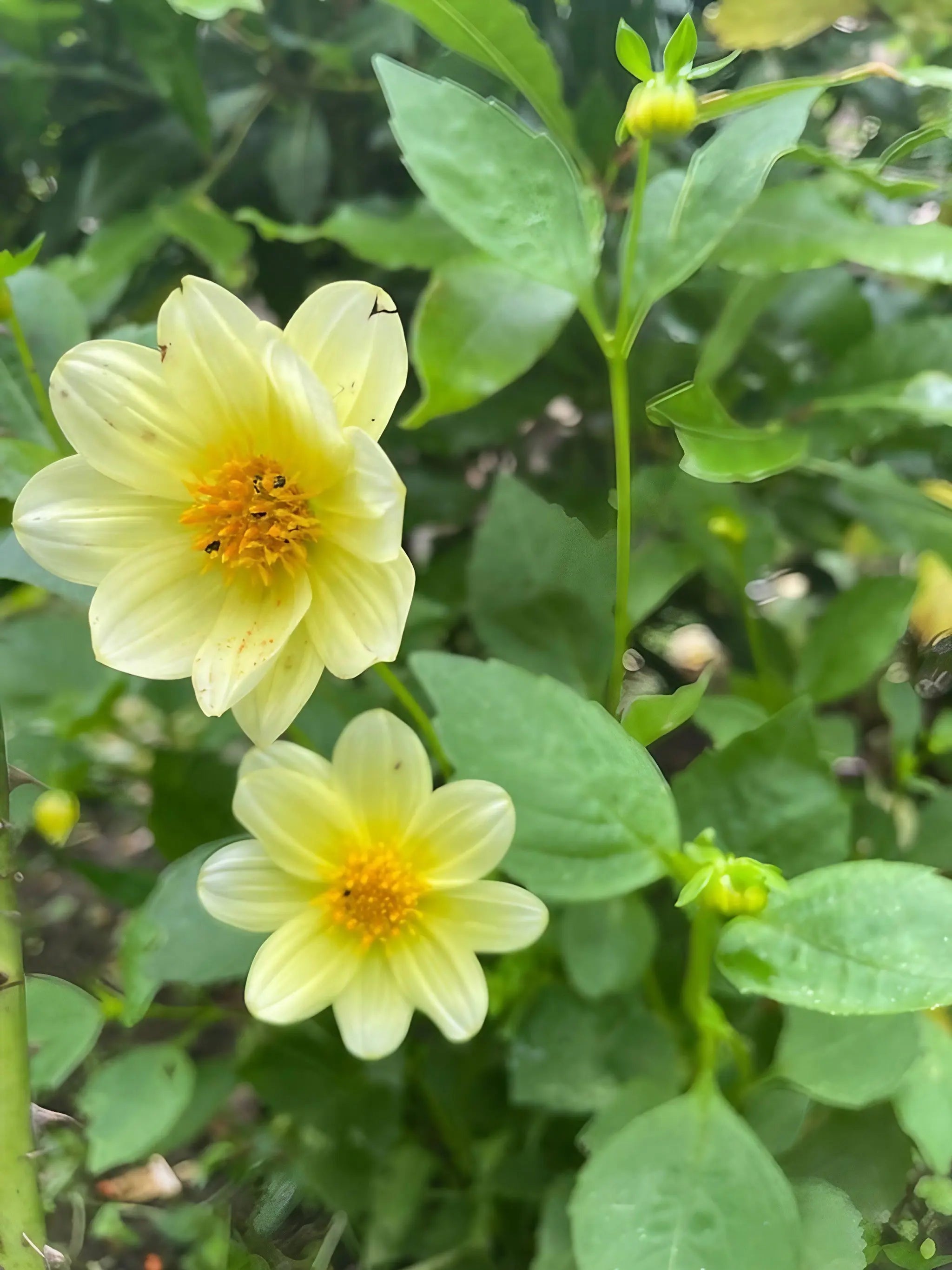 Dahlia Early Bird Mix