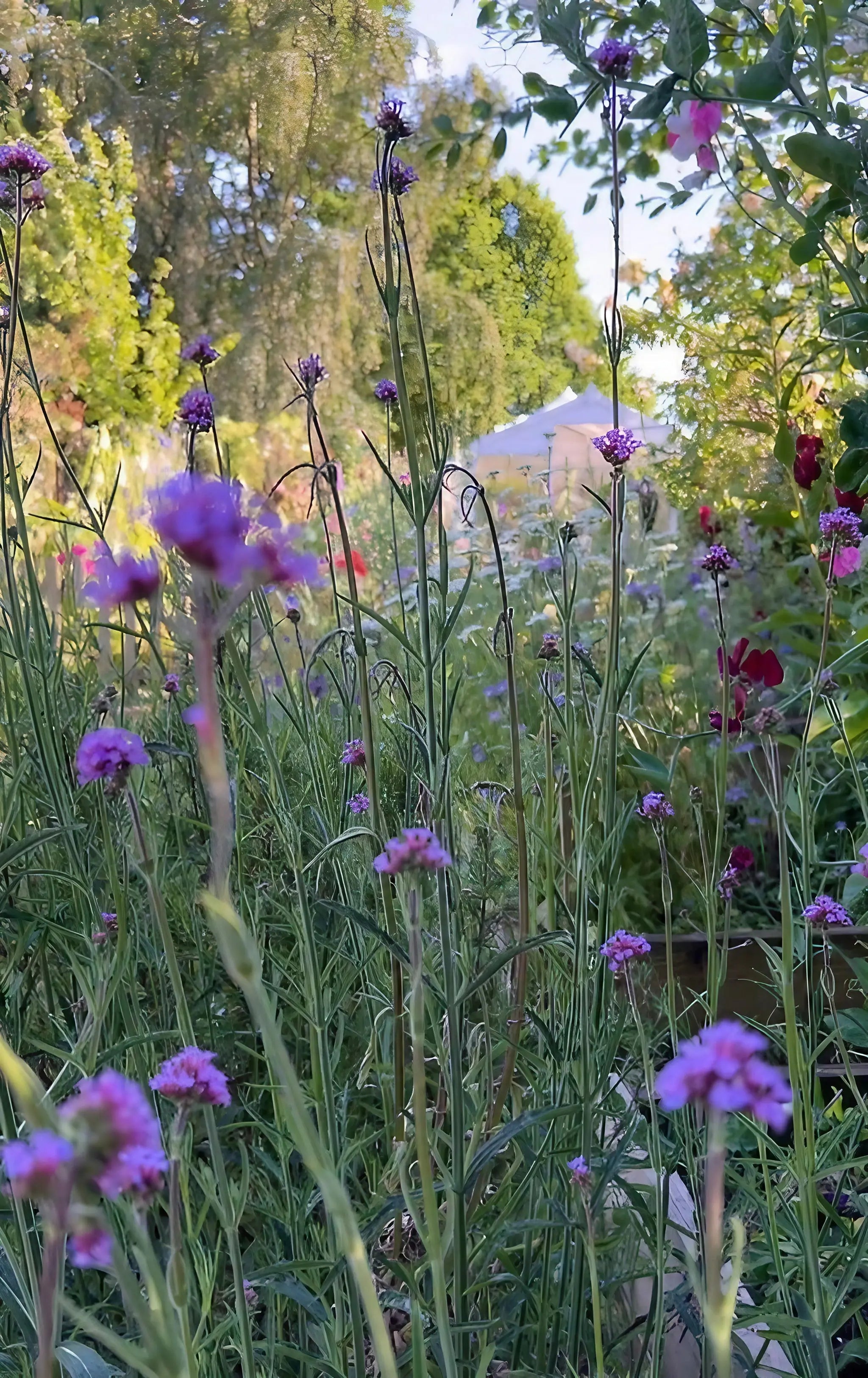 Verbena bonariensis