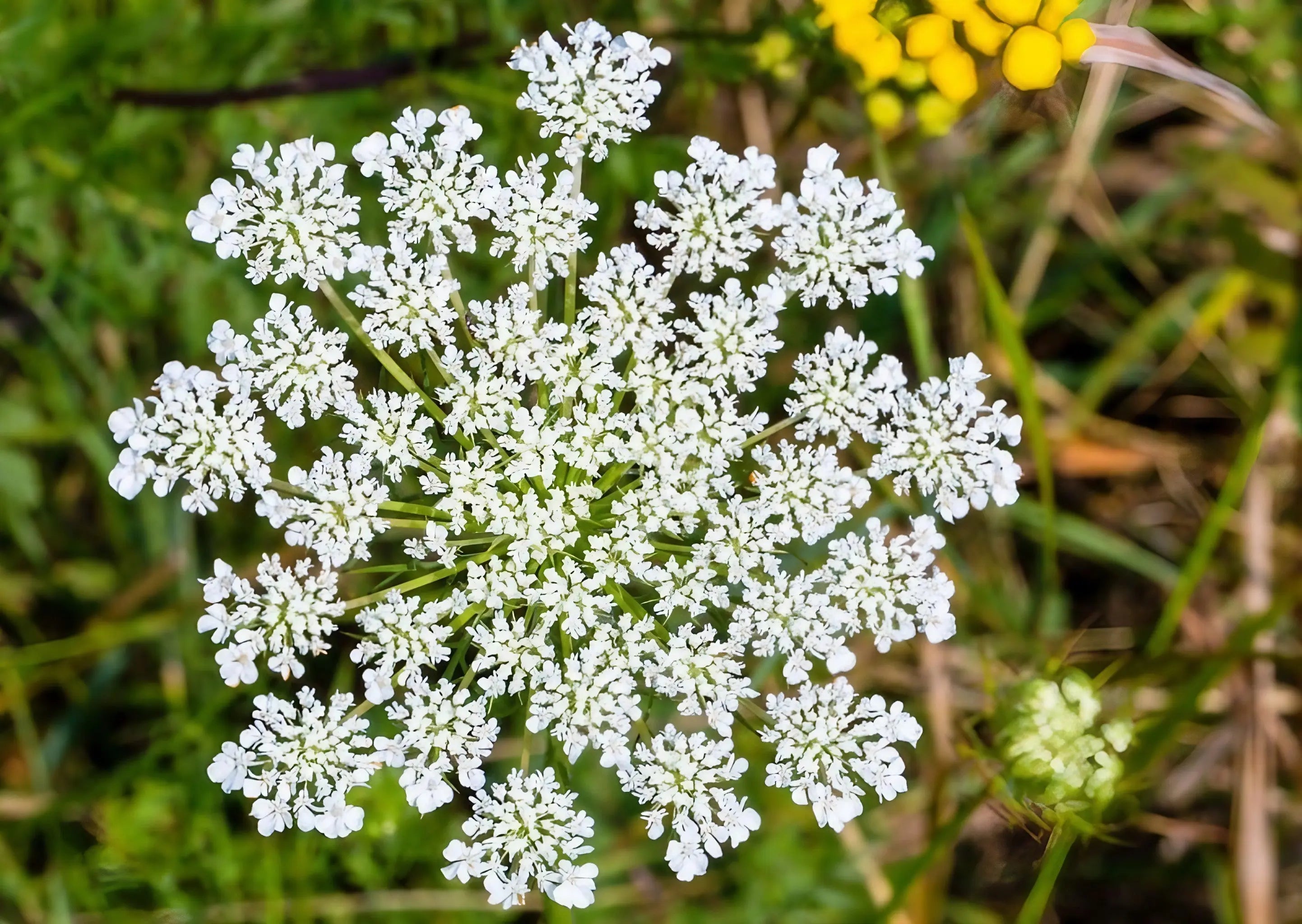 Daucus Carota (Wild Carrot) - English Country Gardens