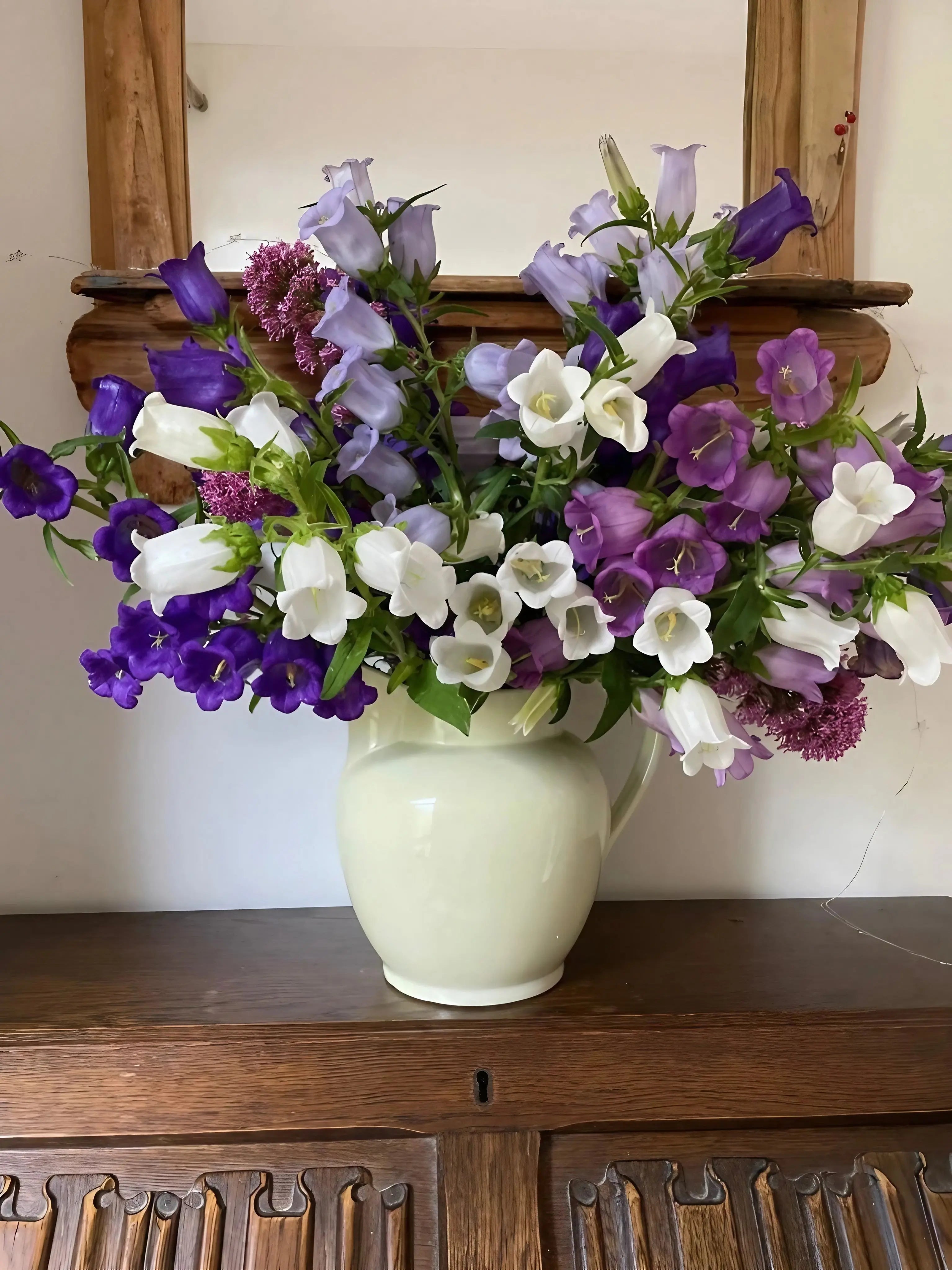 Canterbury Bells Crown Single Mixed - English Country Gardens