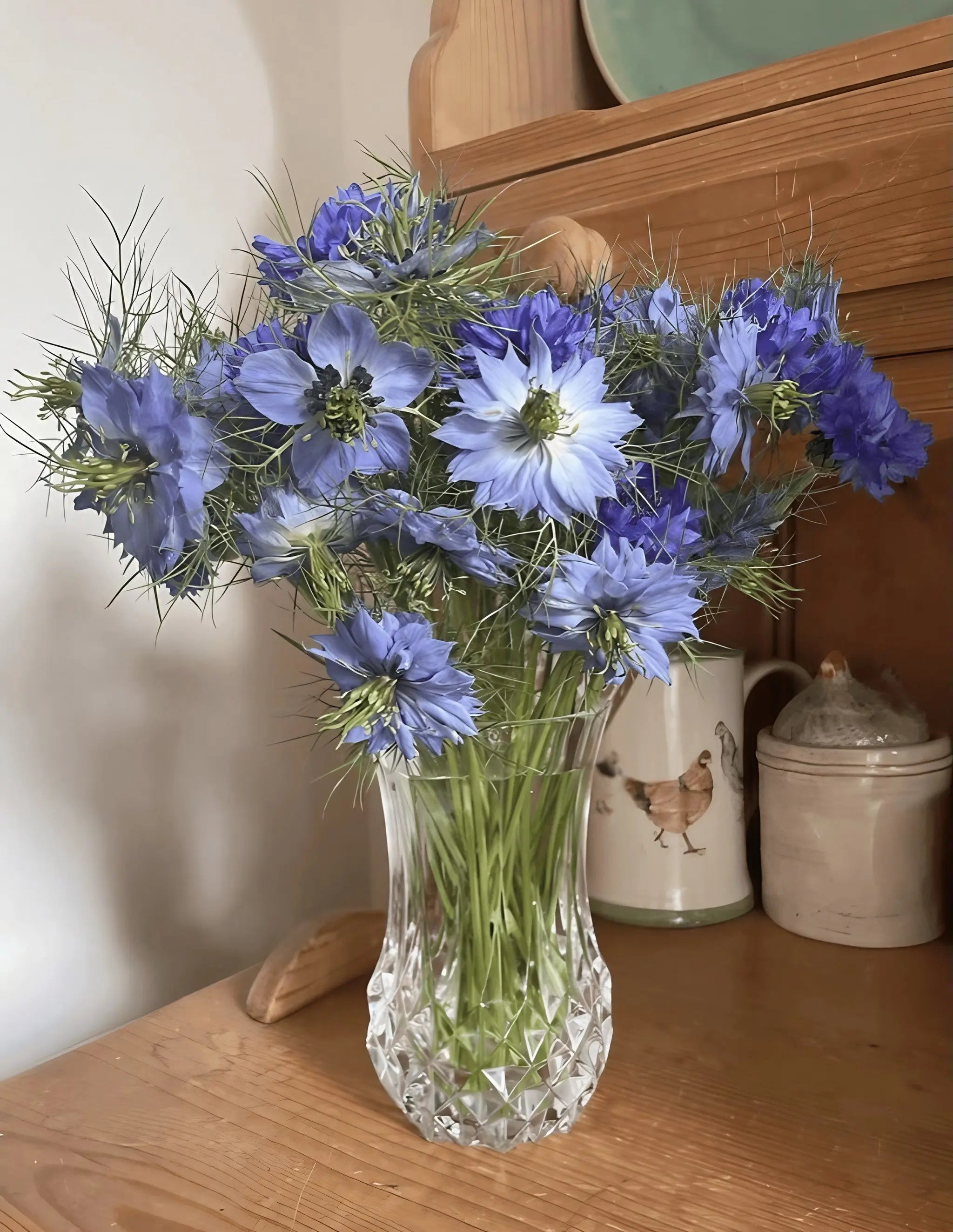 Nigella 'Miss Jekyll Mixed' (Love-in-a-mist)
