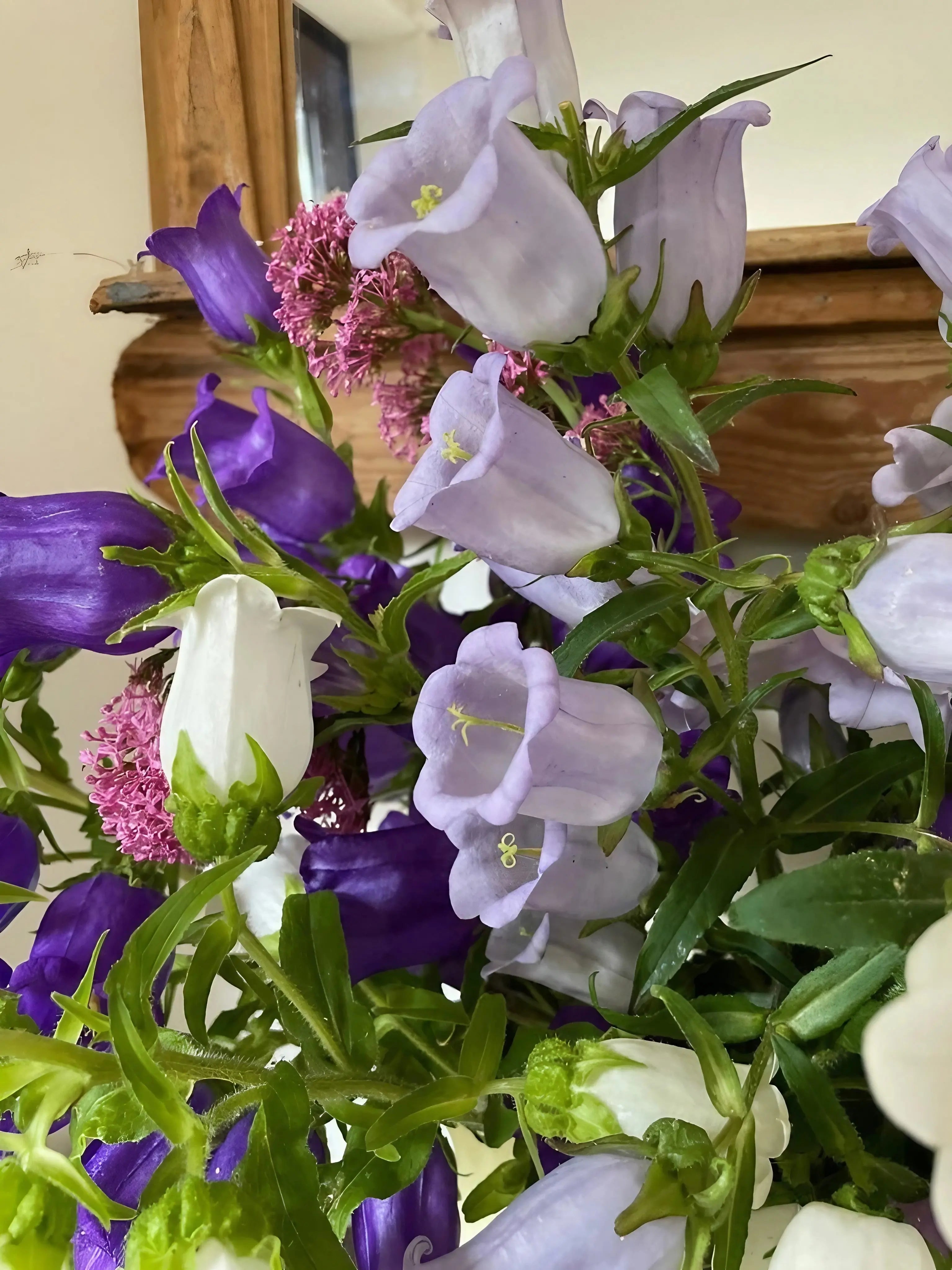 Canterbury Bells Crown Single Mixed - English Country Gardens