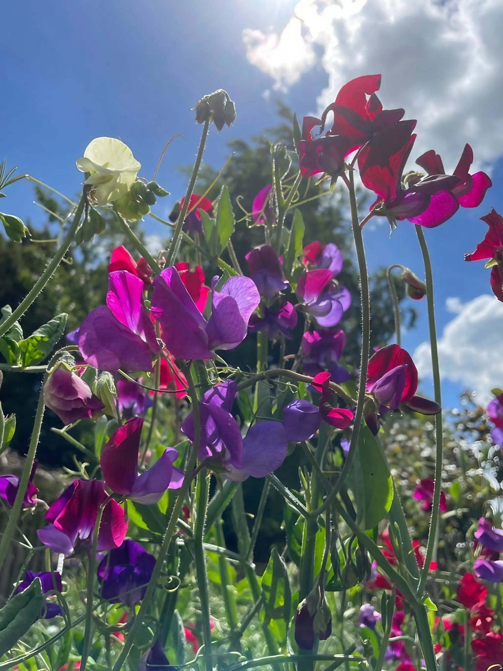 Sweet Pea Bishy Barnabee Mix