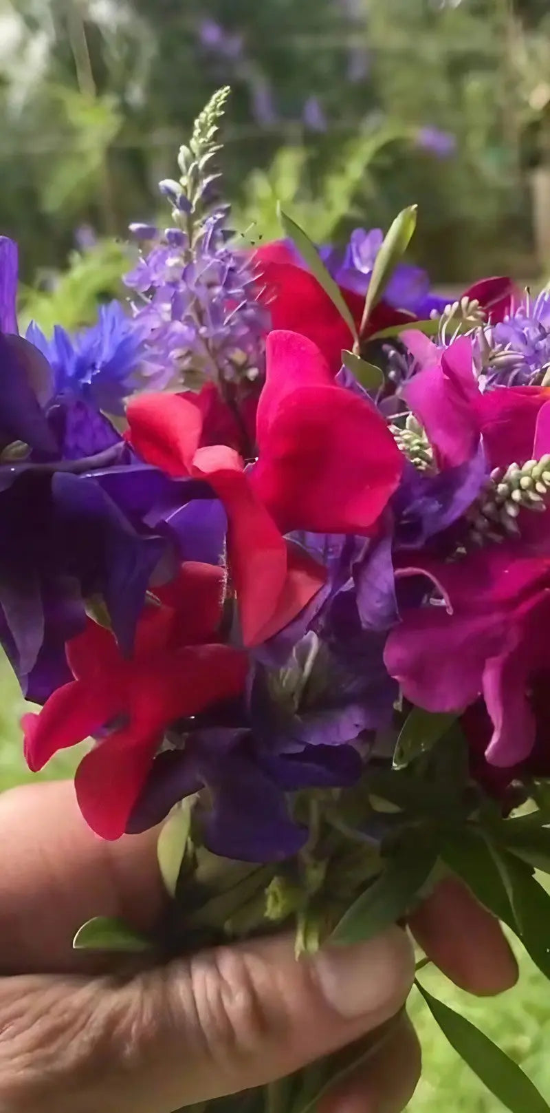 Sweet Pea Old Spice Starry Night