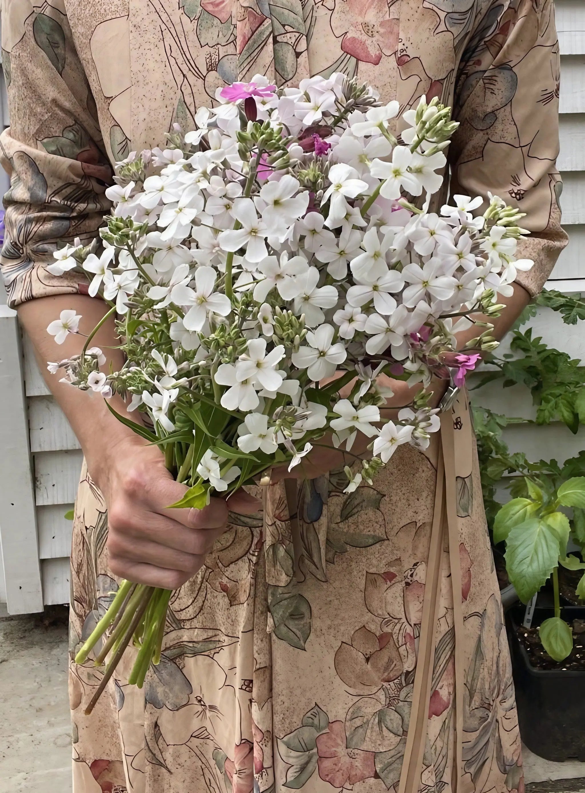 Hesperis White (Sweet Rocket)