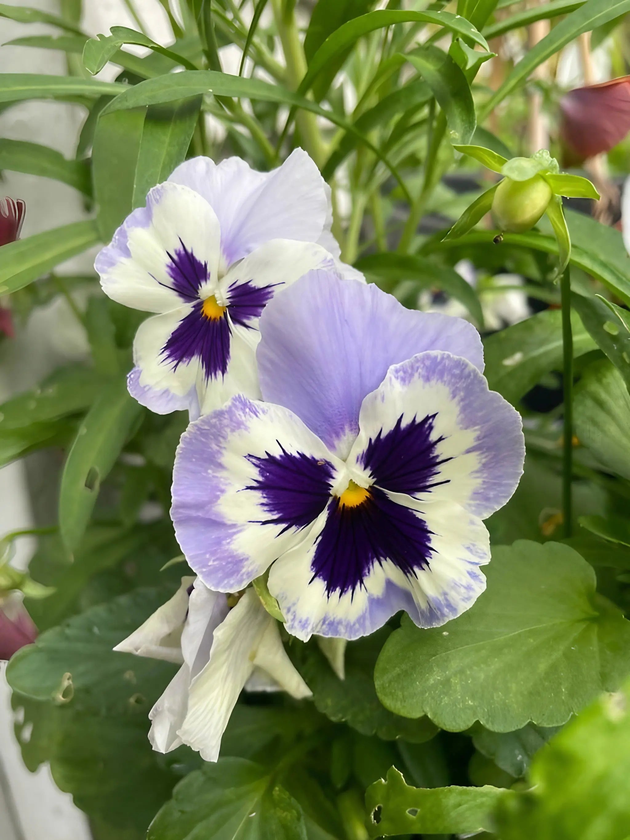 Viola Cornuta Large Flower Mix