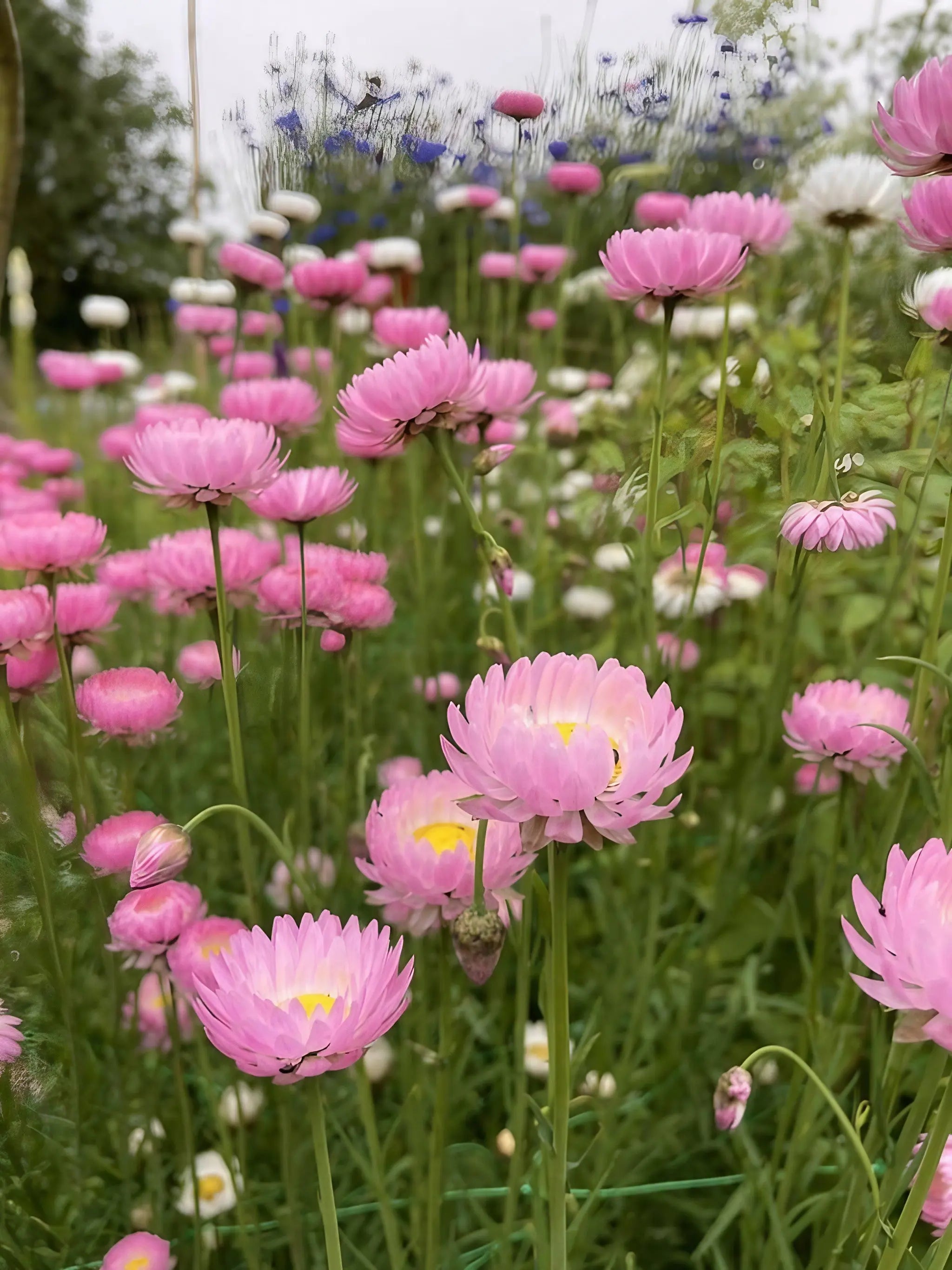 Strawflower Helipterum Roseum Mixed