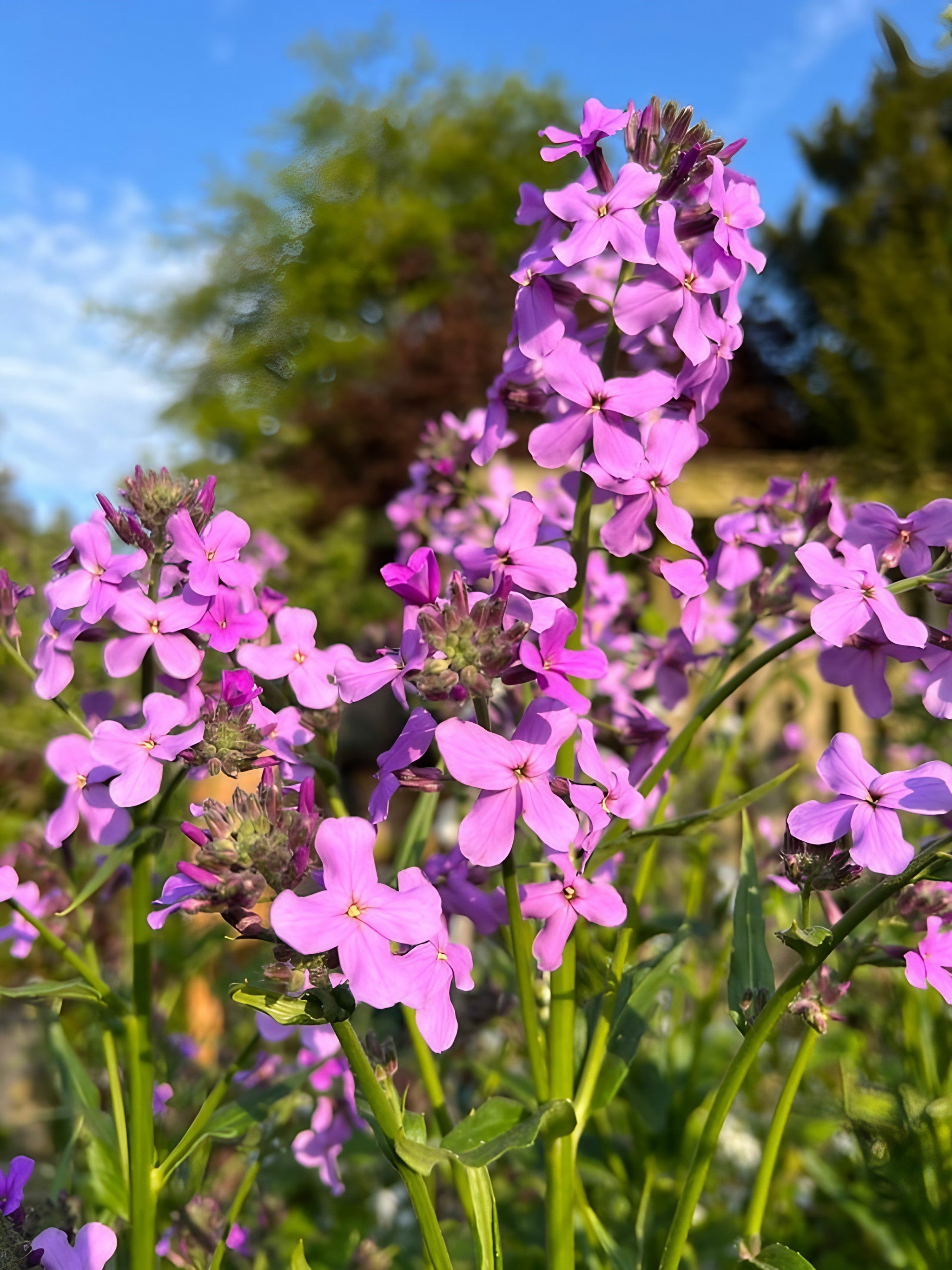 Hesperis Purple (Sweet Rocket)