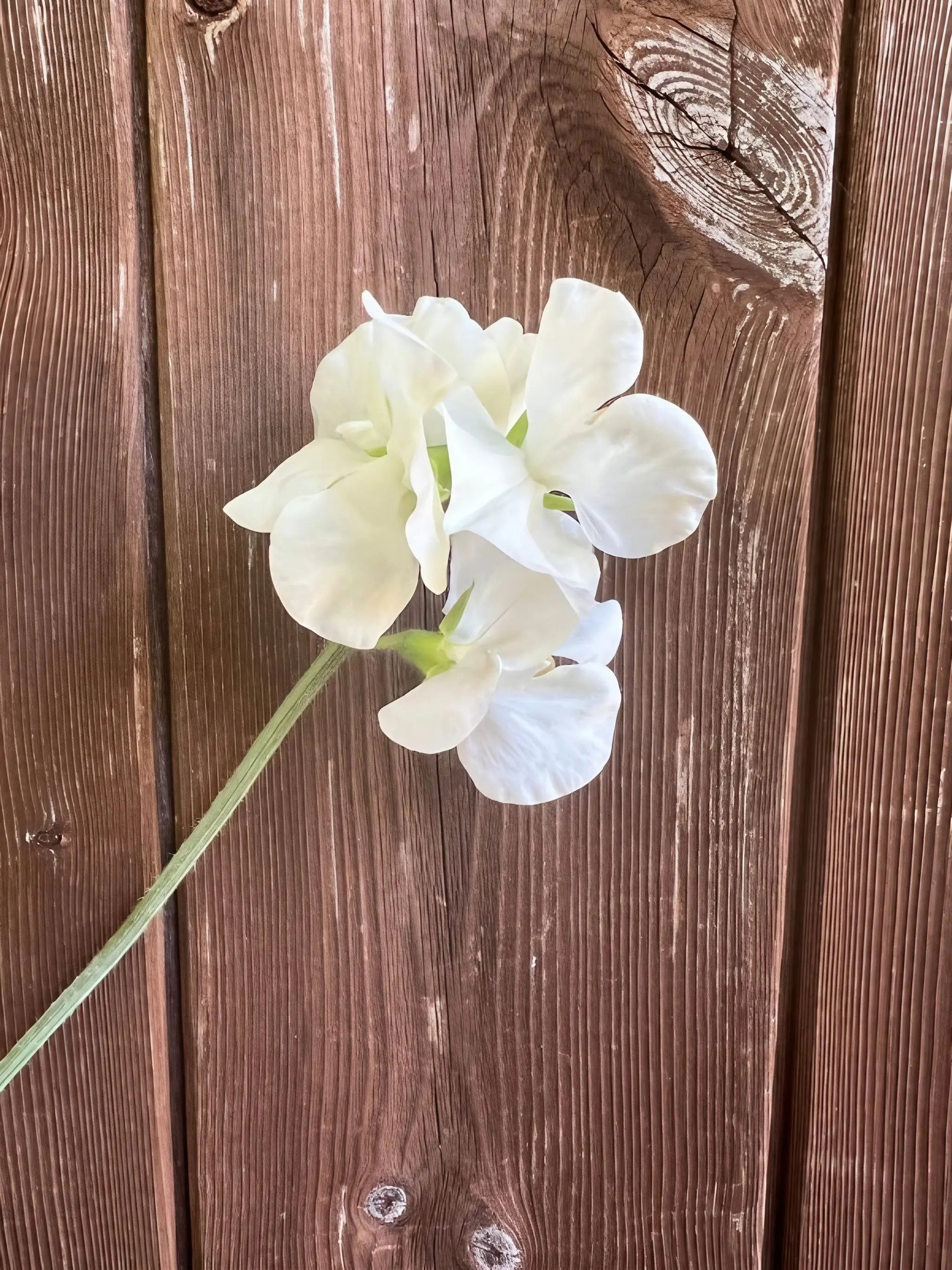 Sweet Pea Swan Lake