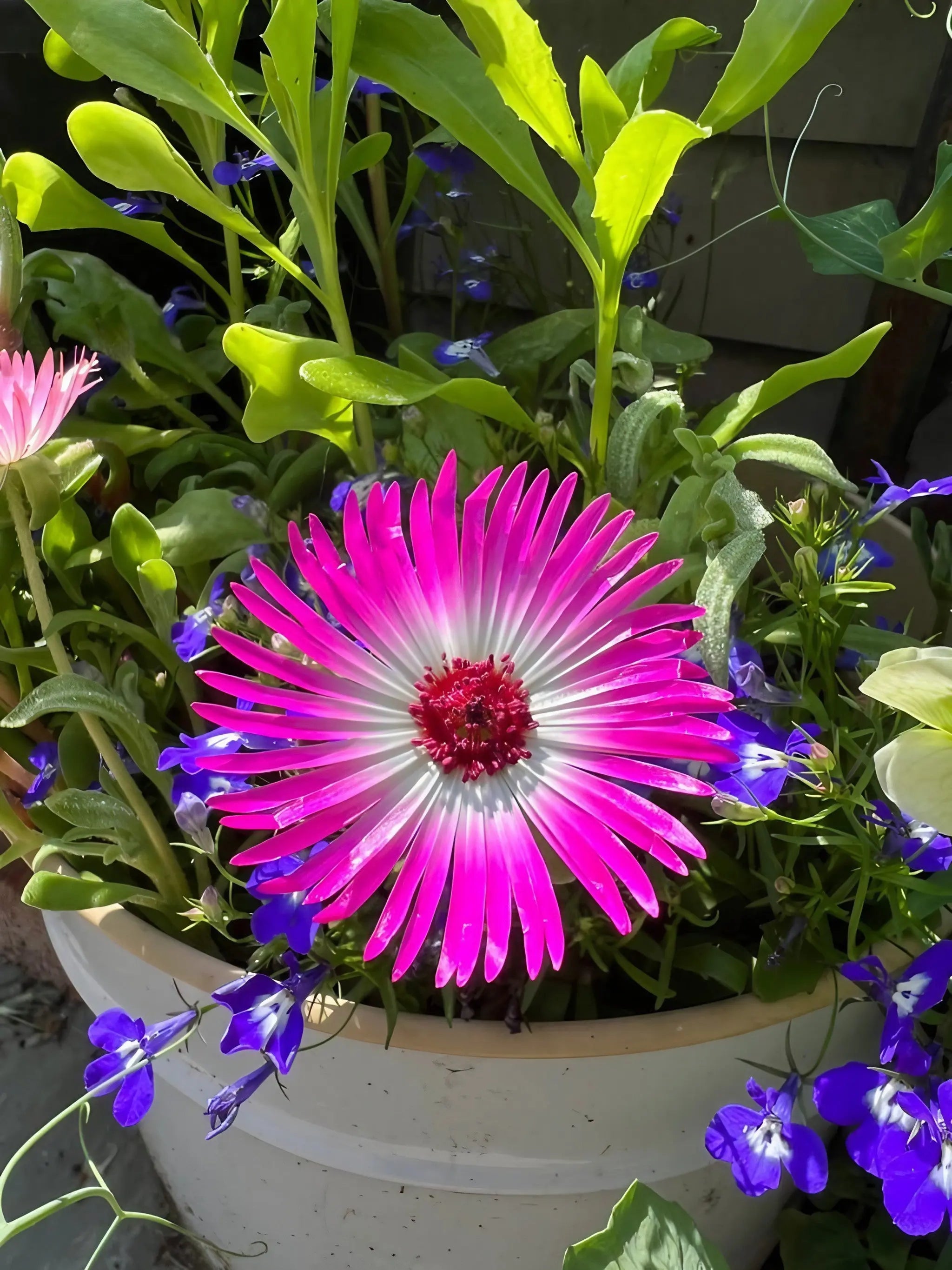 Mesembryanthemum Harlequin
