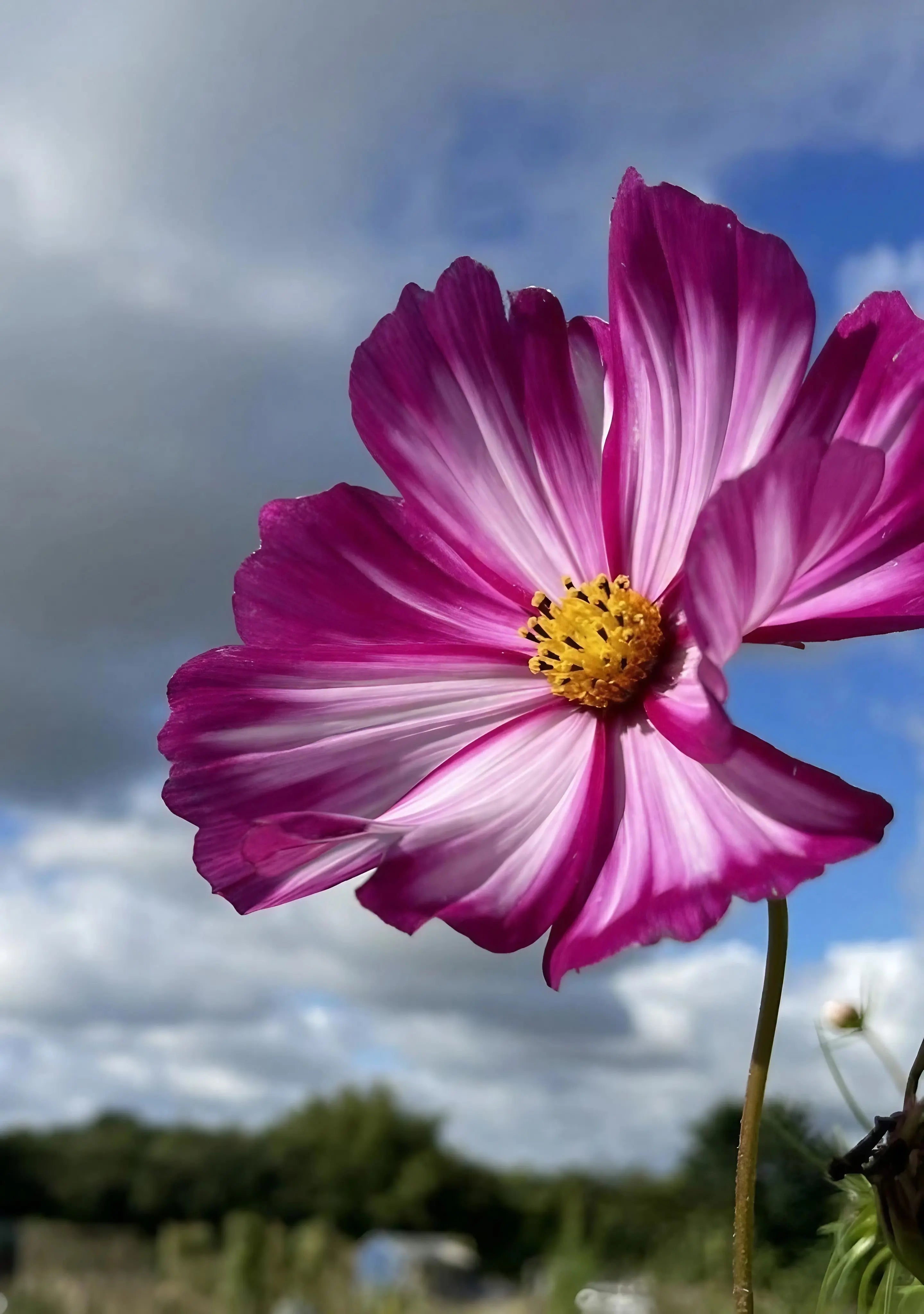 Cosmos Sensation Mixed