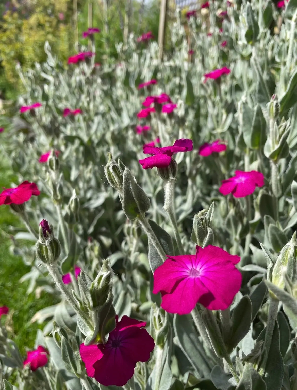 Rose Campion