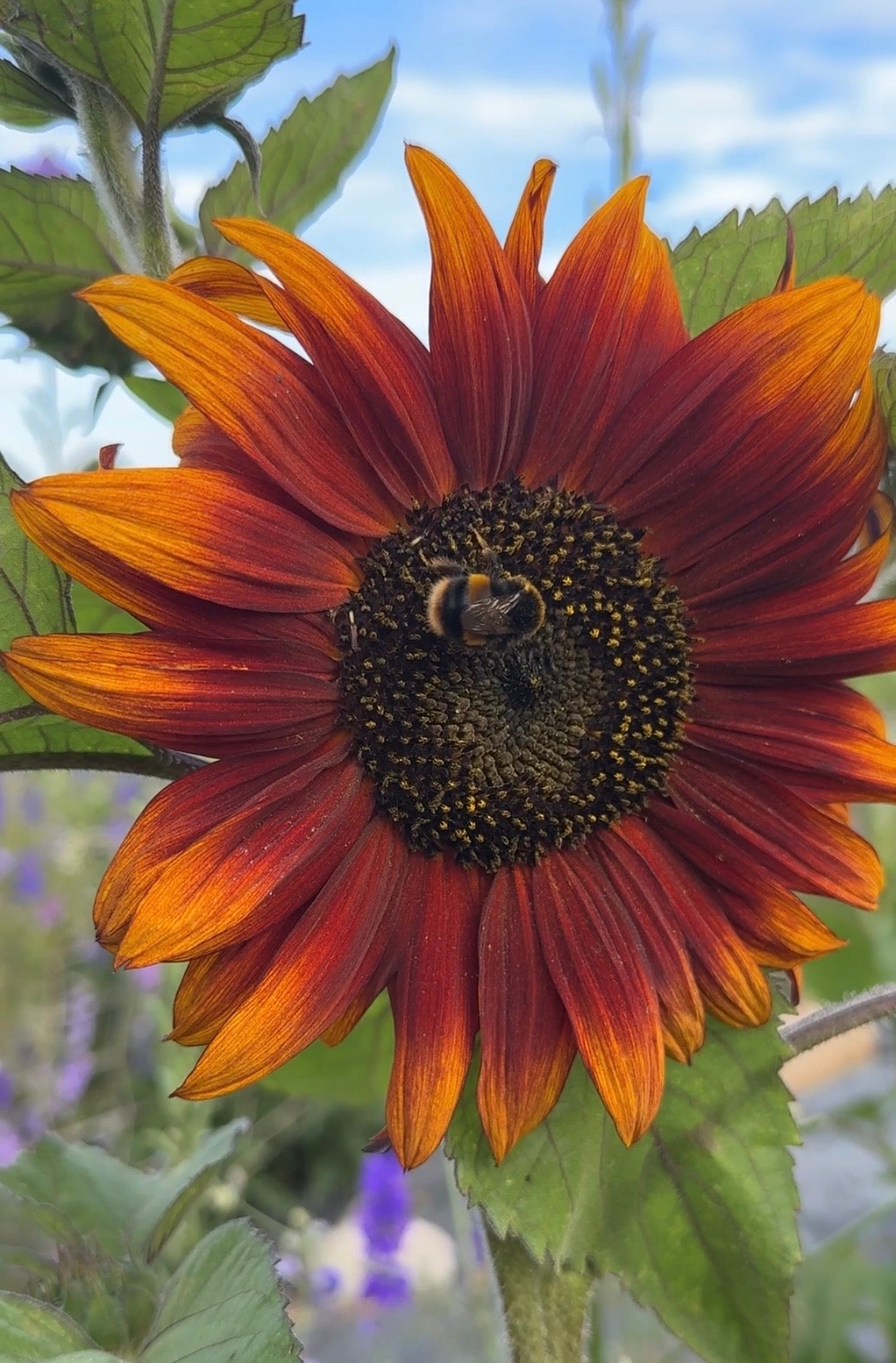 Sunflower Red Sun