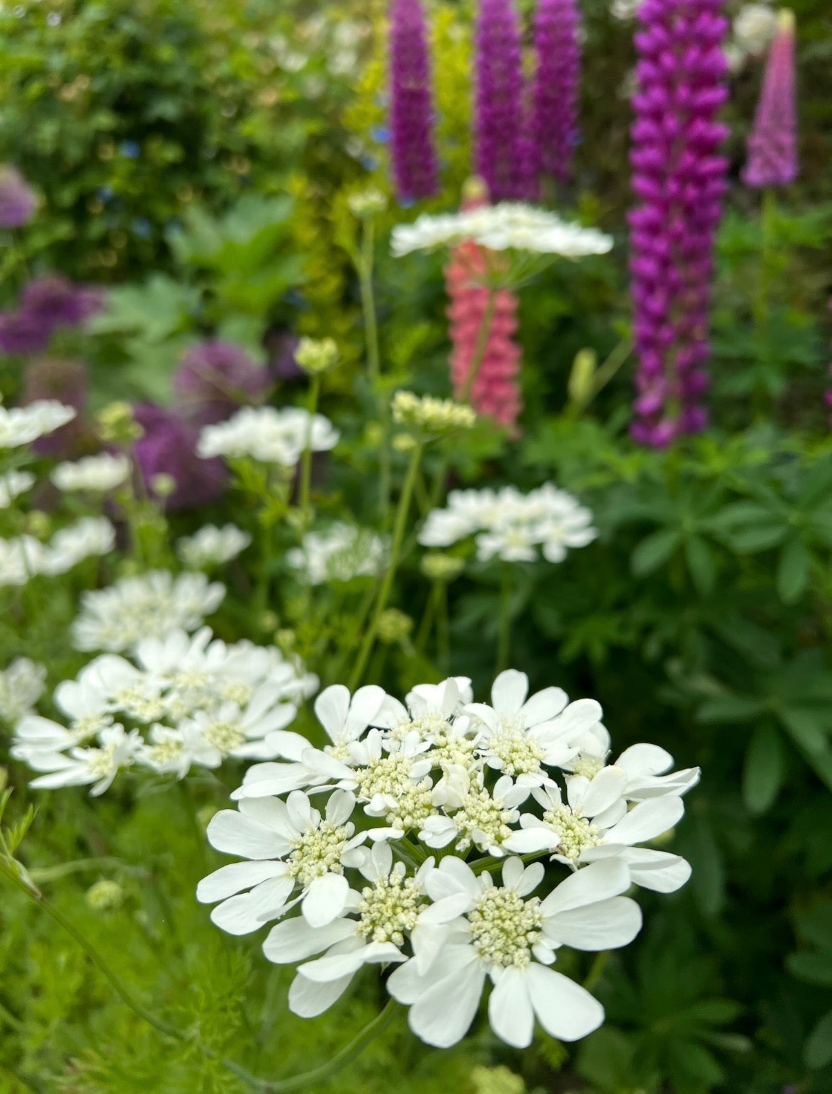 Orlaya Grandiflora
