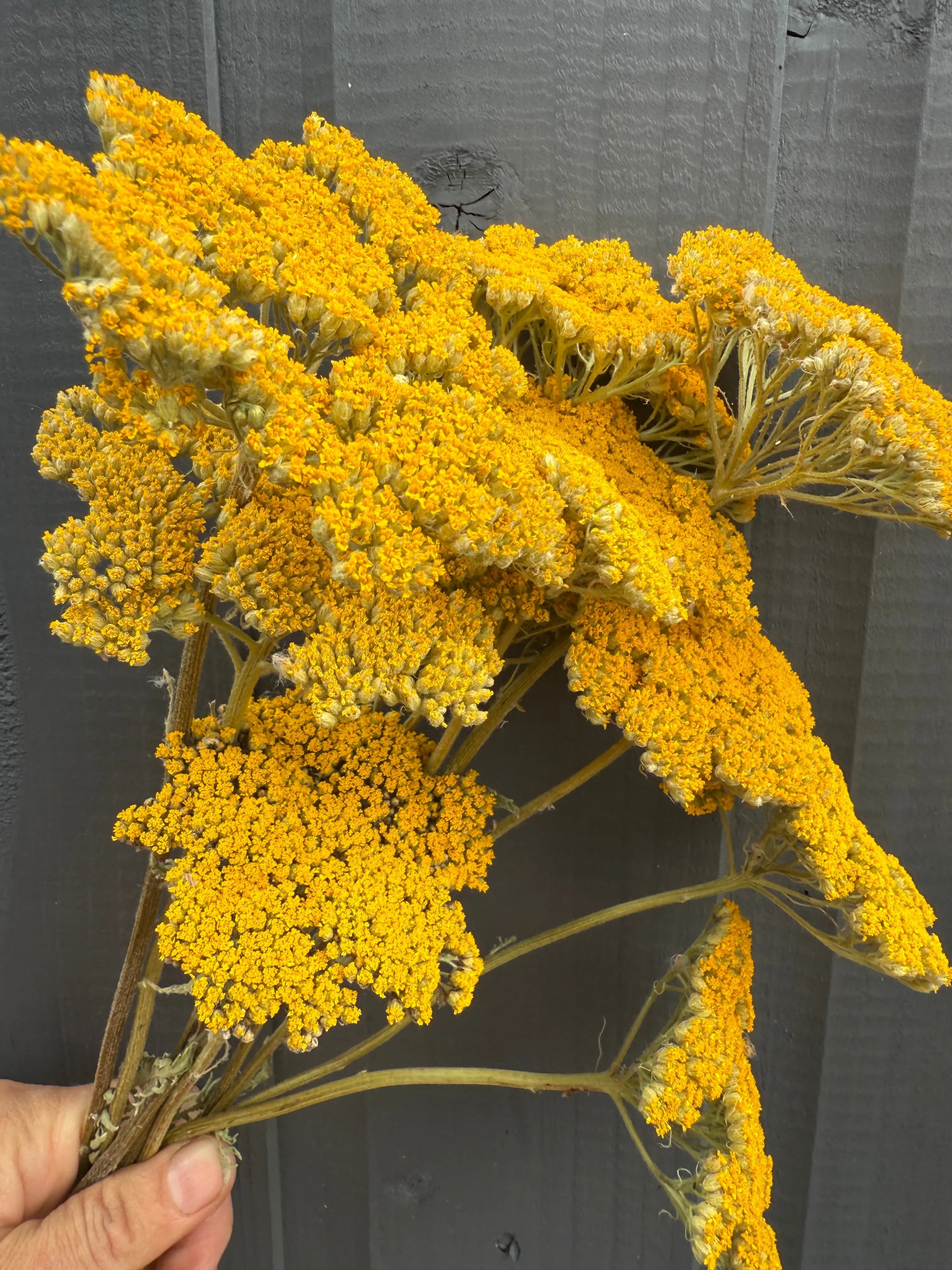 Achillea Cloth of Gold Dried - English Country Gardens